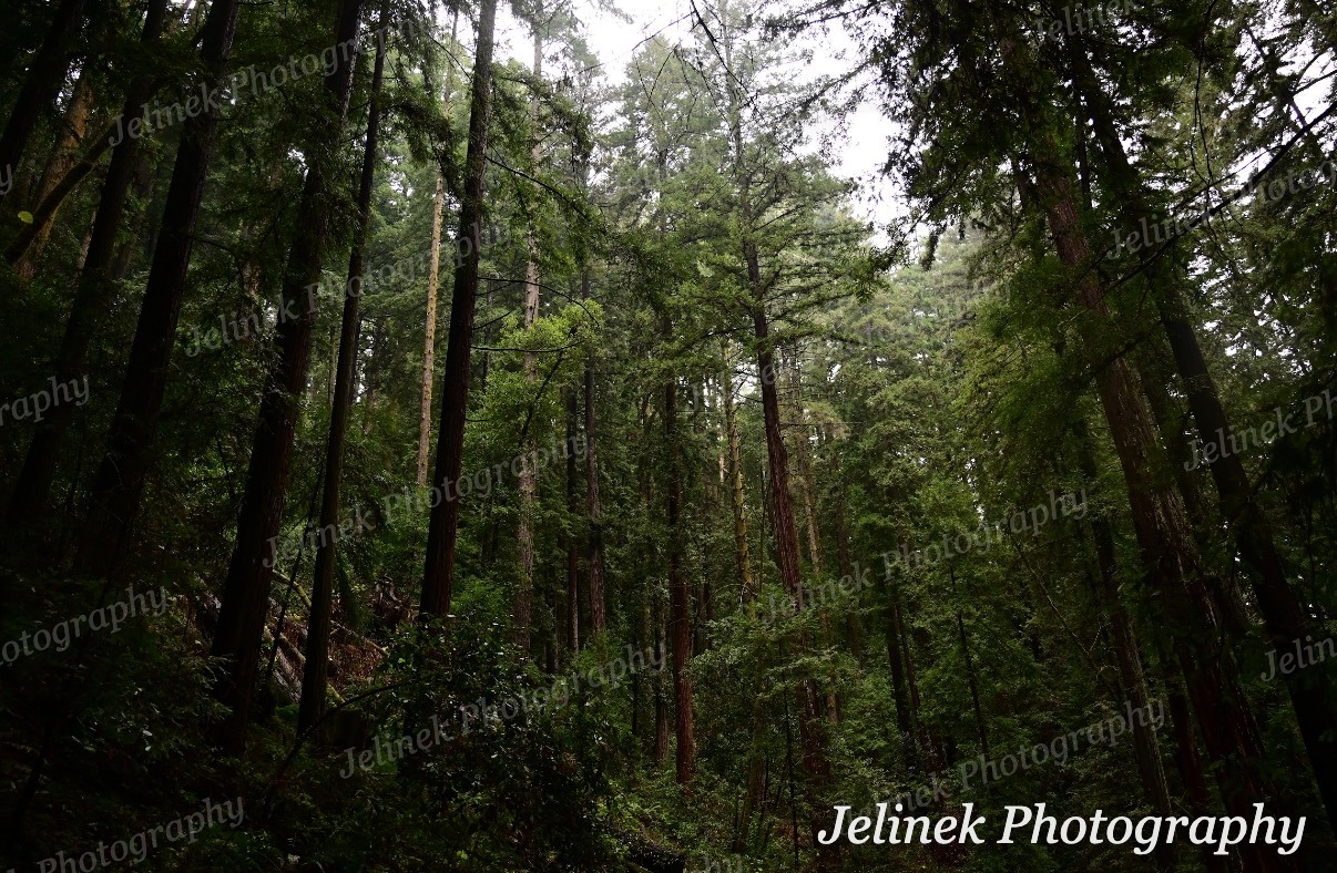 Santa Cruz Forest #1