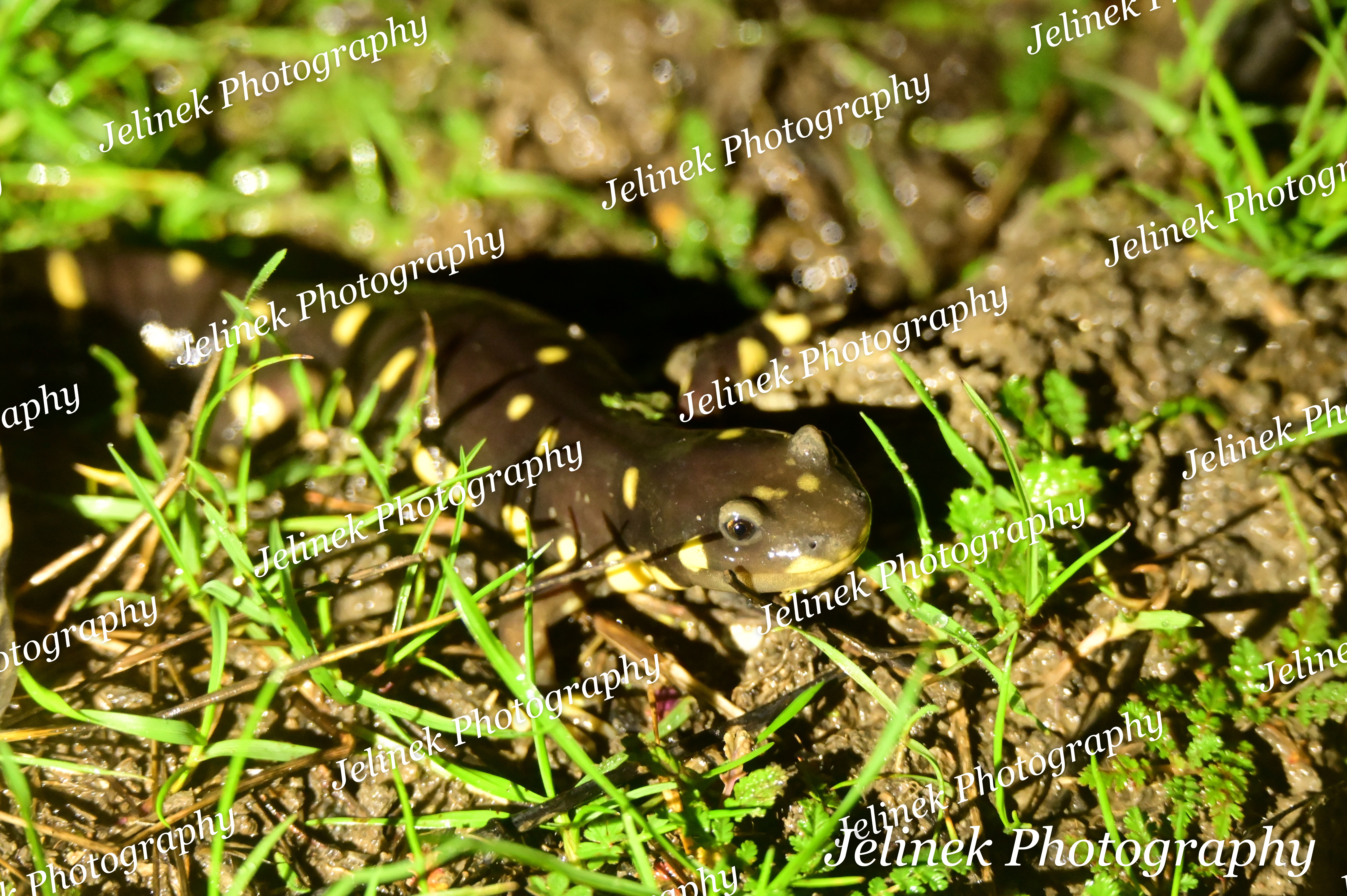 California Tiger Salamander #2