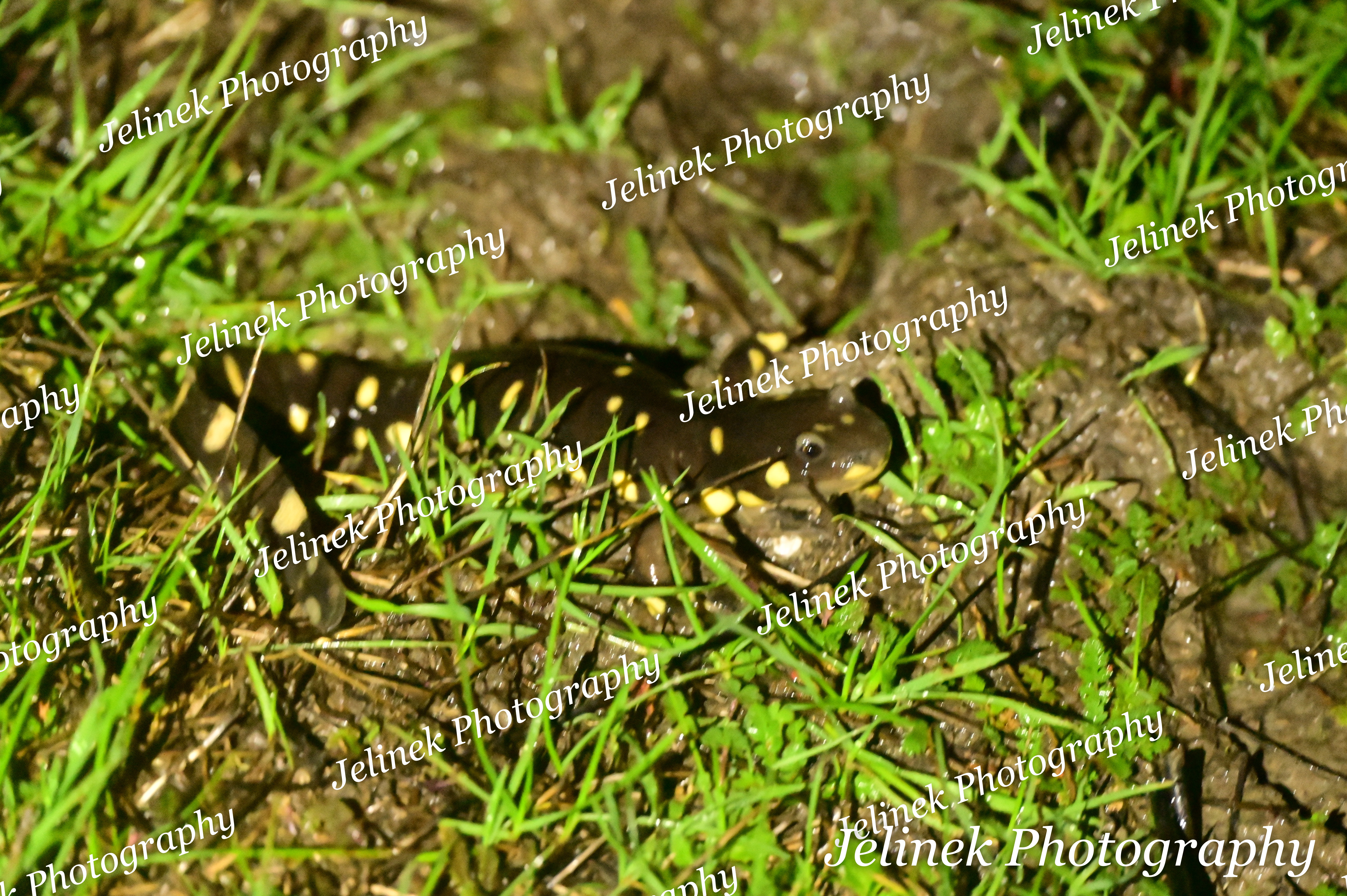 California Tiger Salamander #1