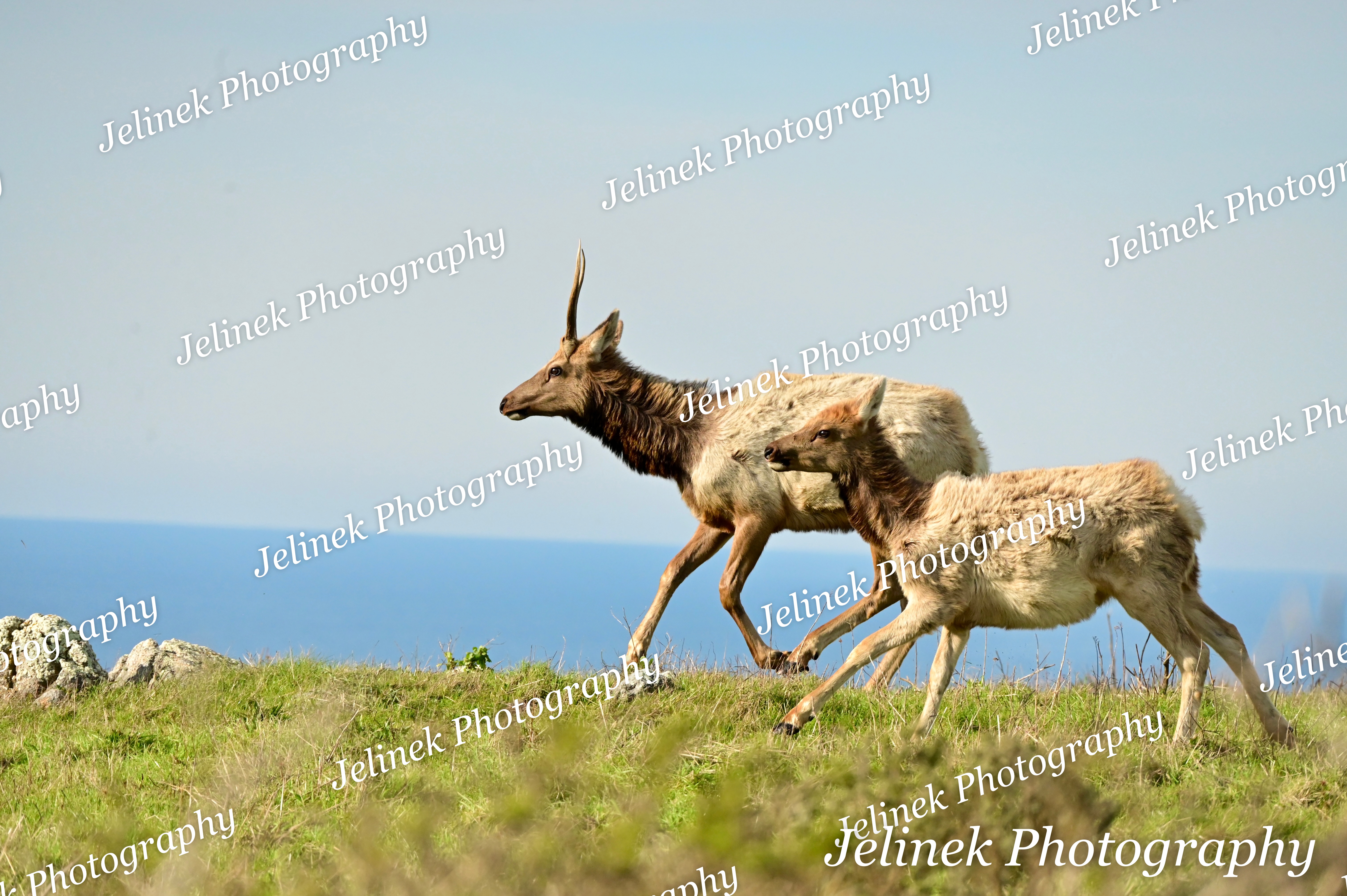 Tule Elk #10
