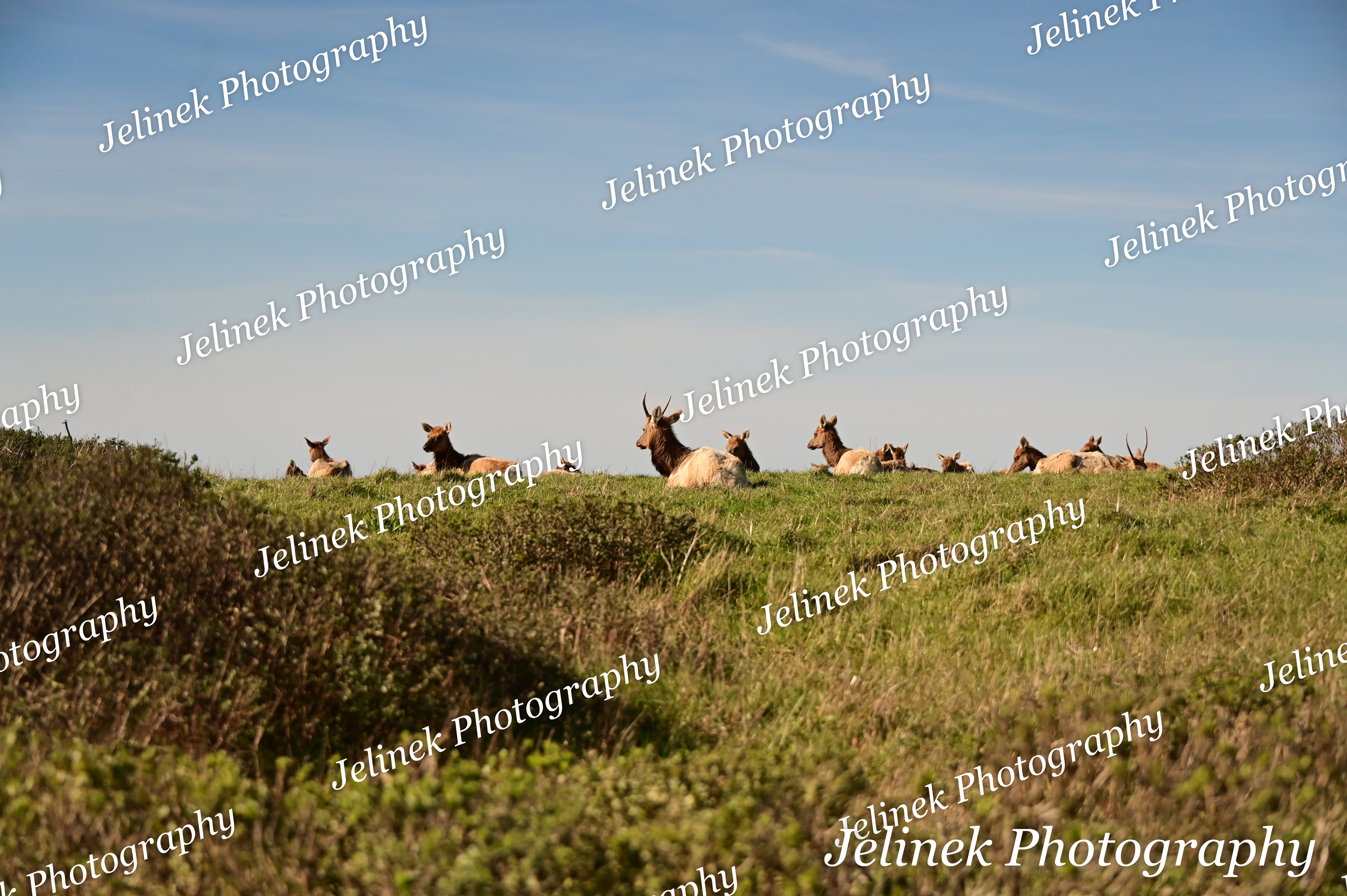Tule Elk #11