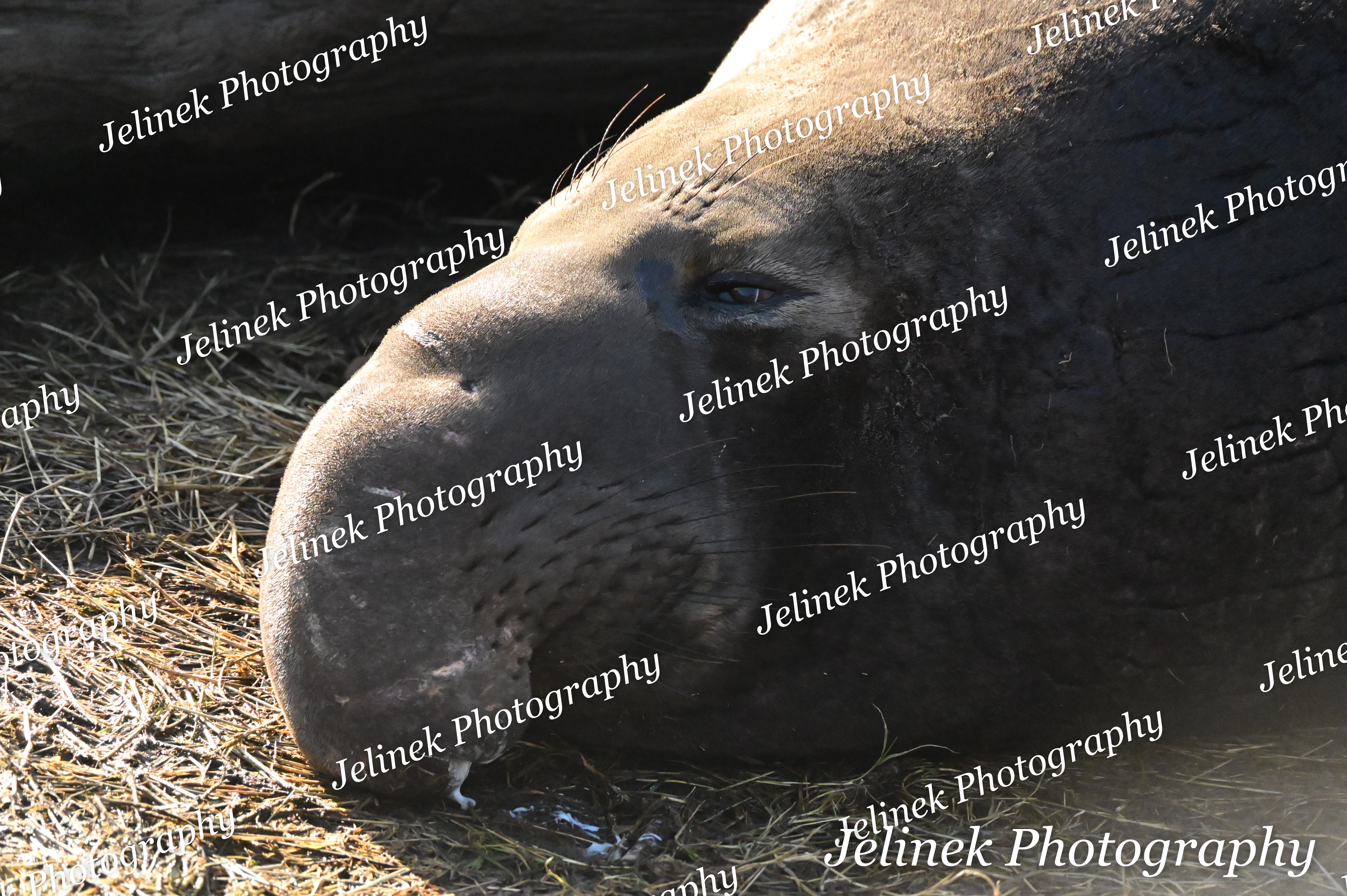 Elephant Seal #13