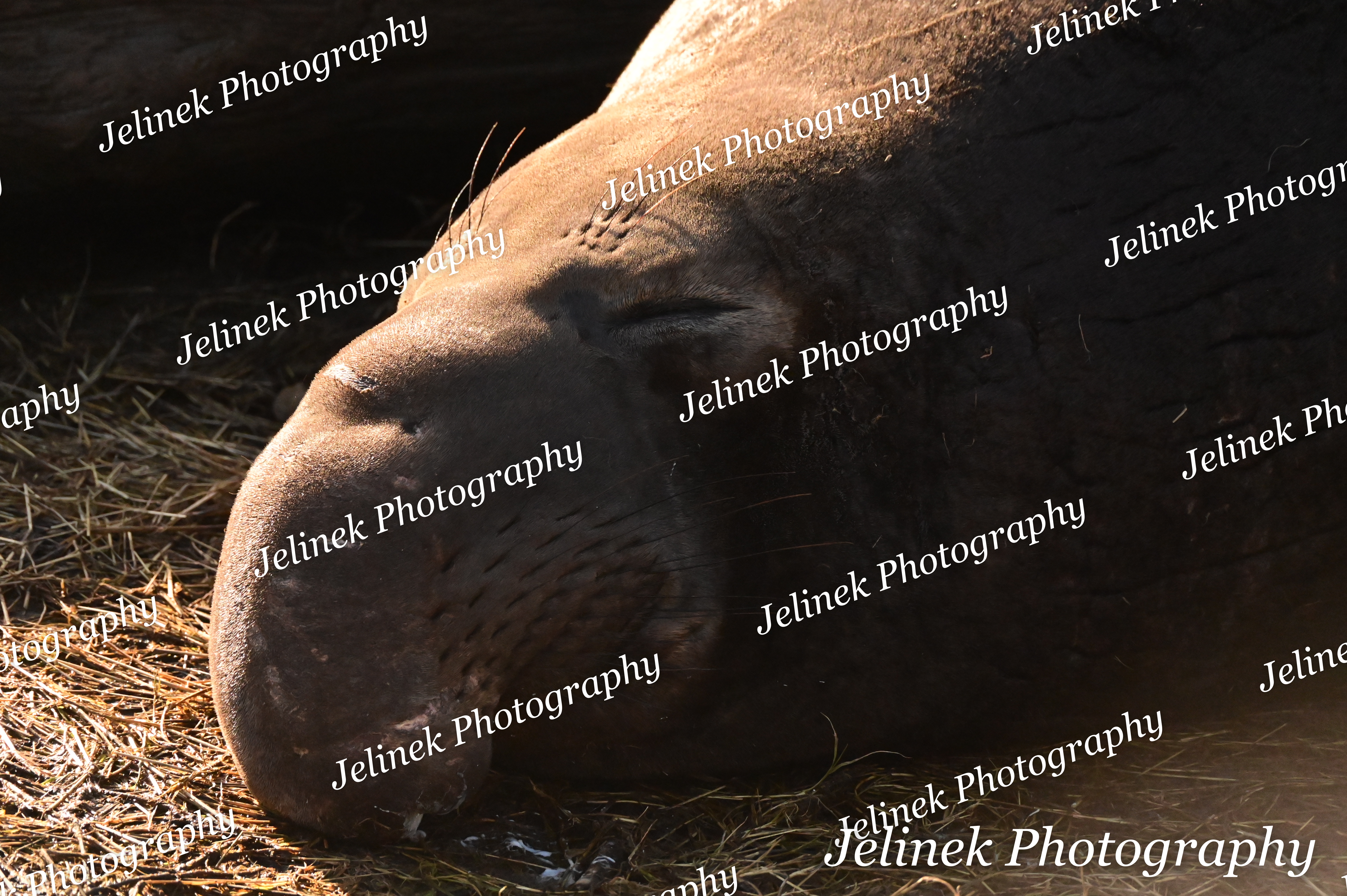 Elephant Seal #12