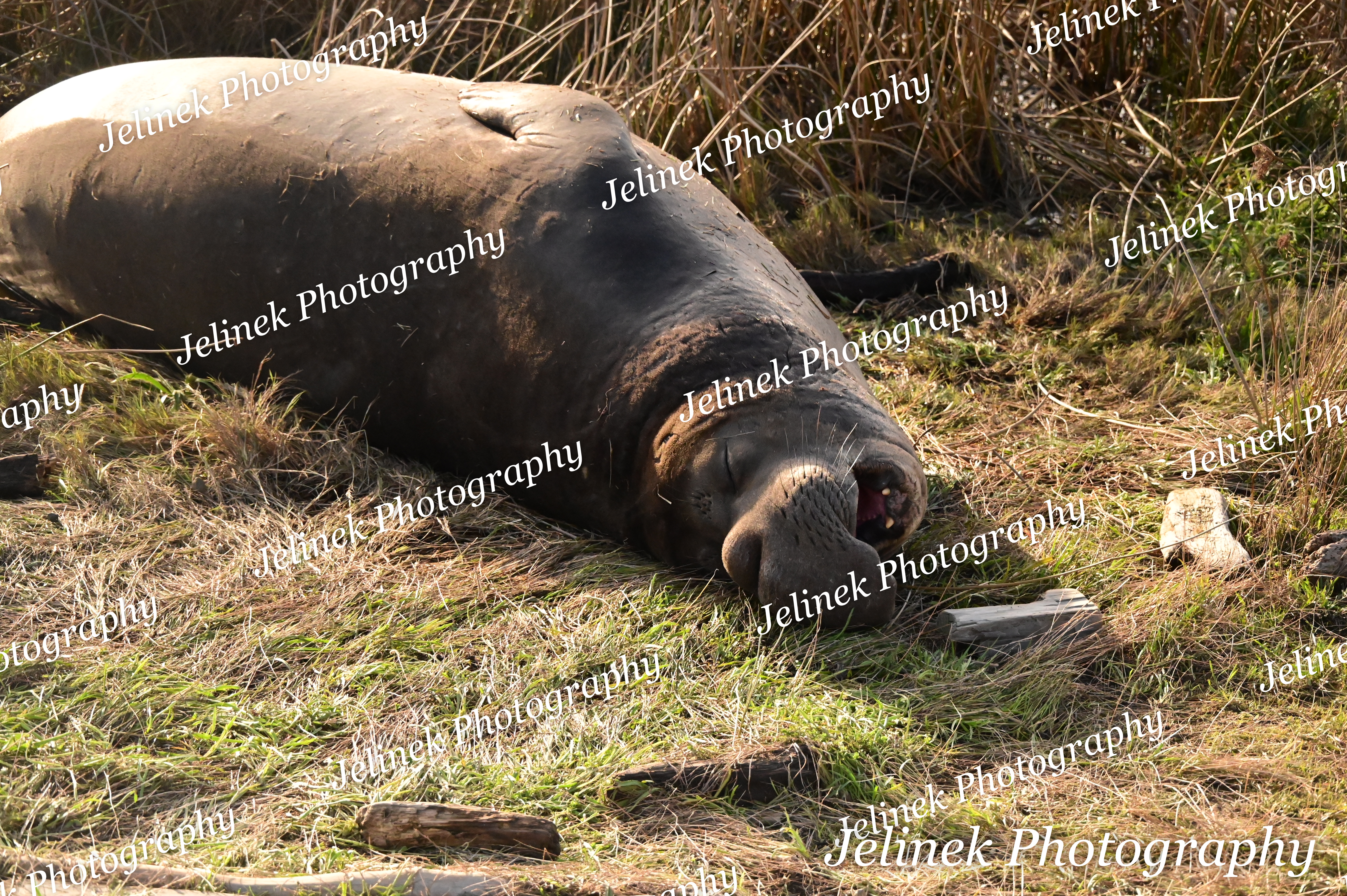 Elephant Seal #11