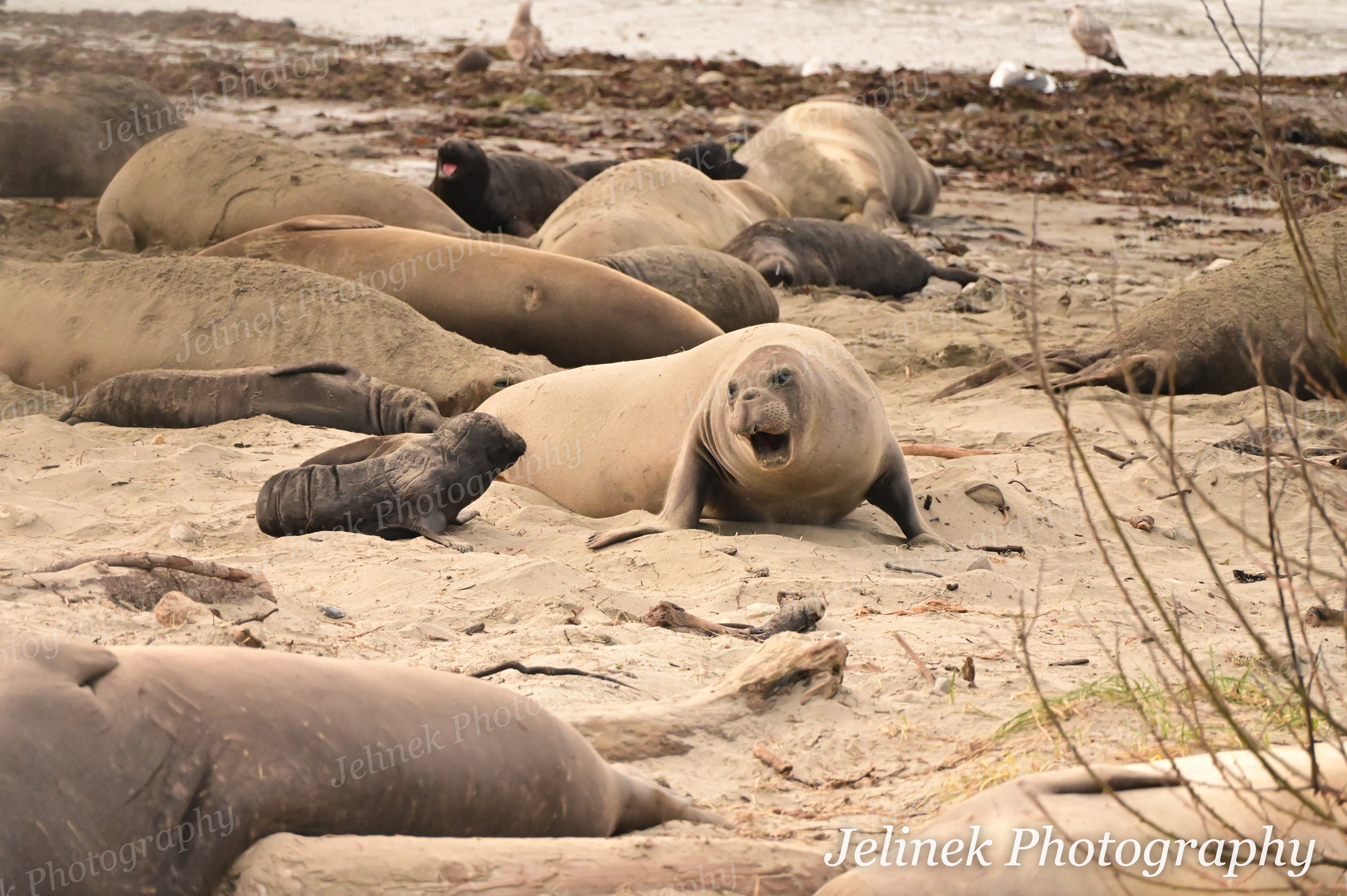 Elephant Seal #16