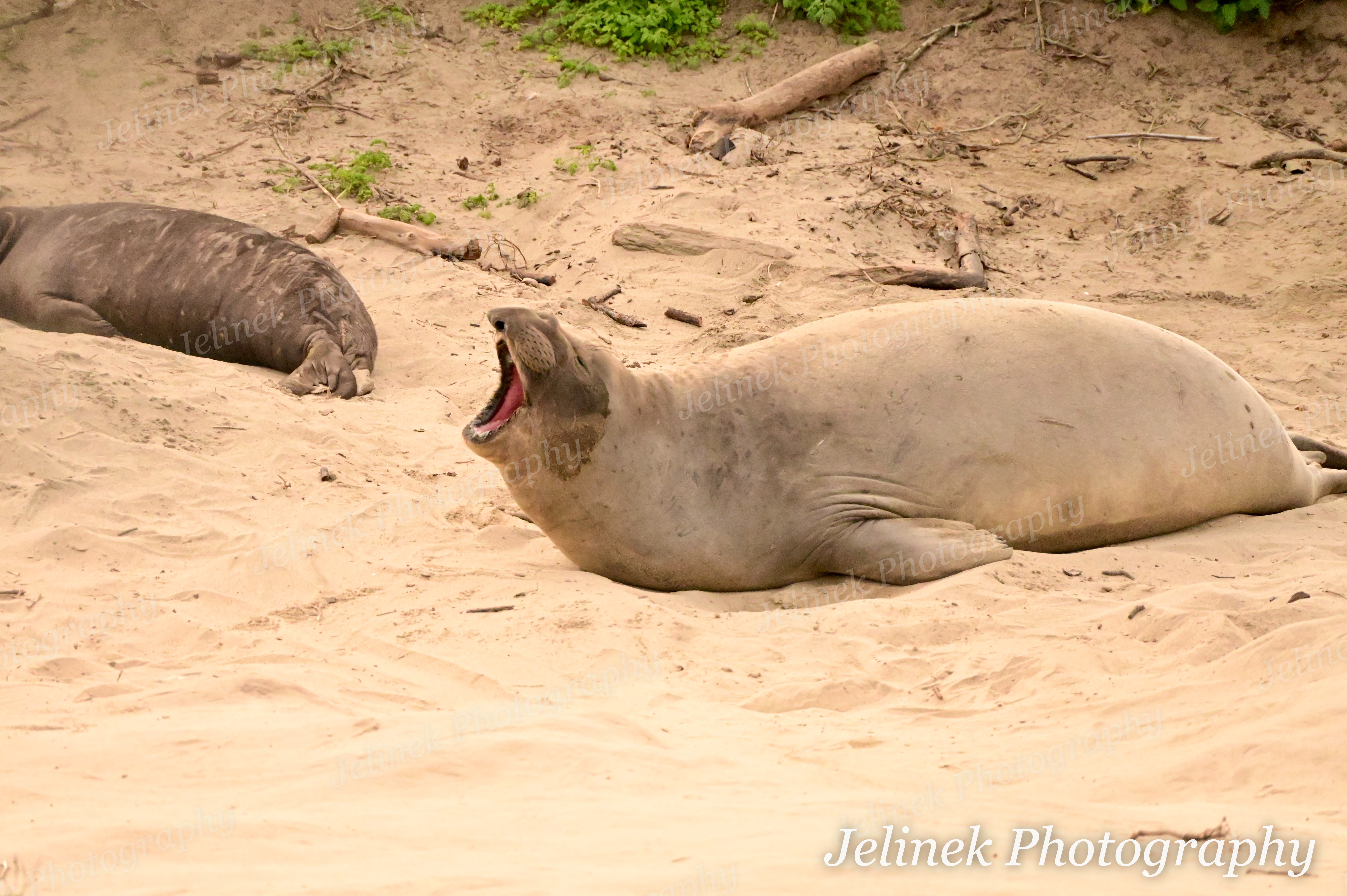 Elephant Seal #15