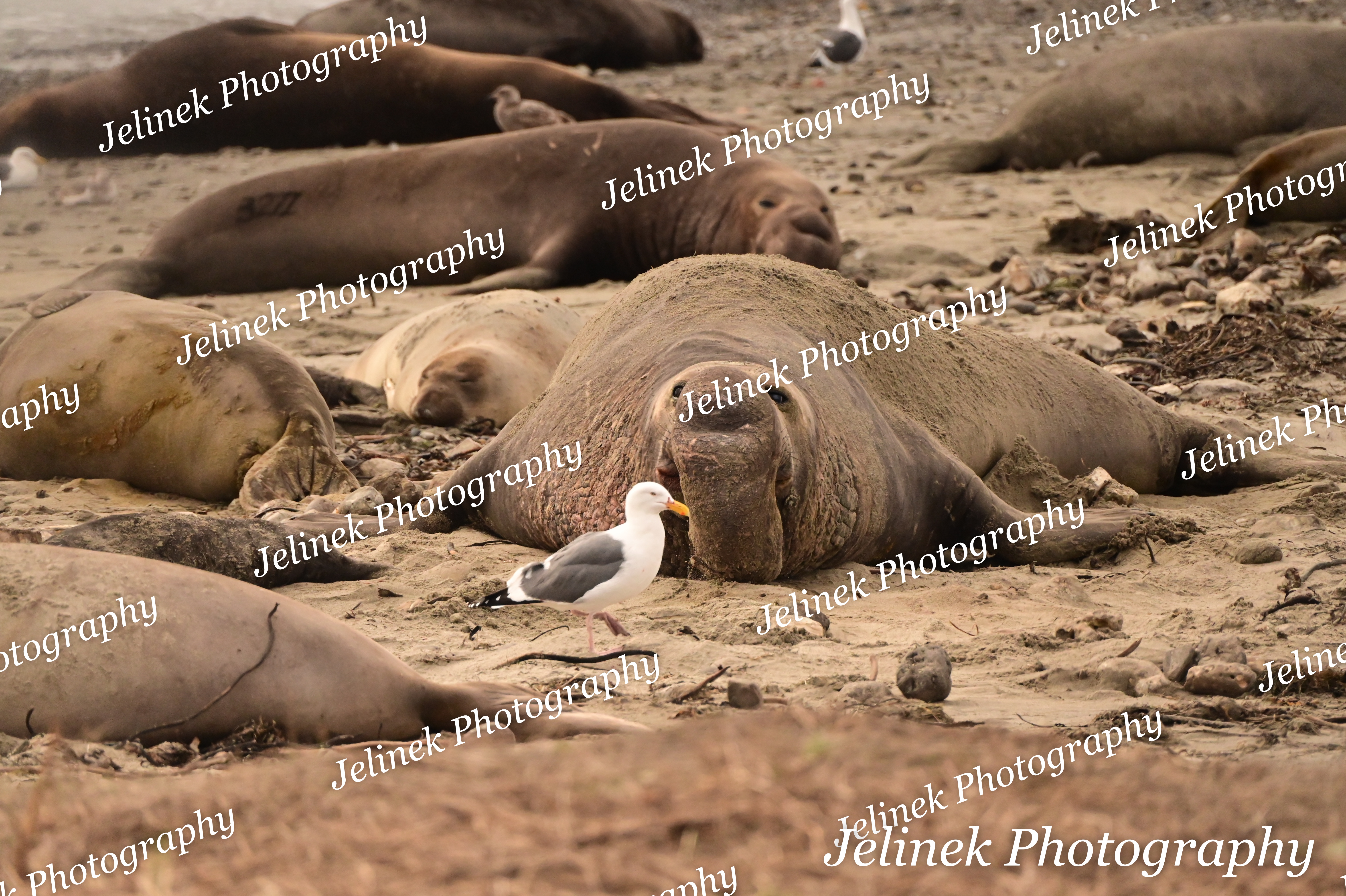 Elephant Seal #17