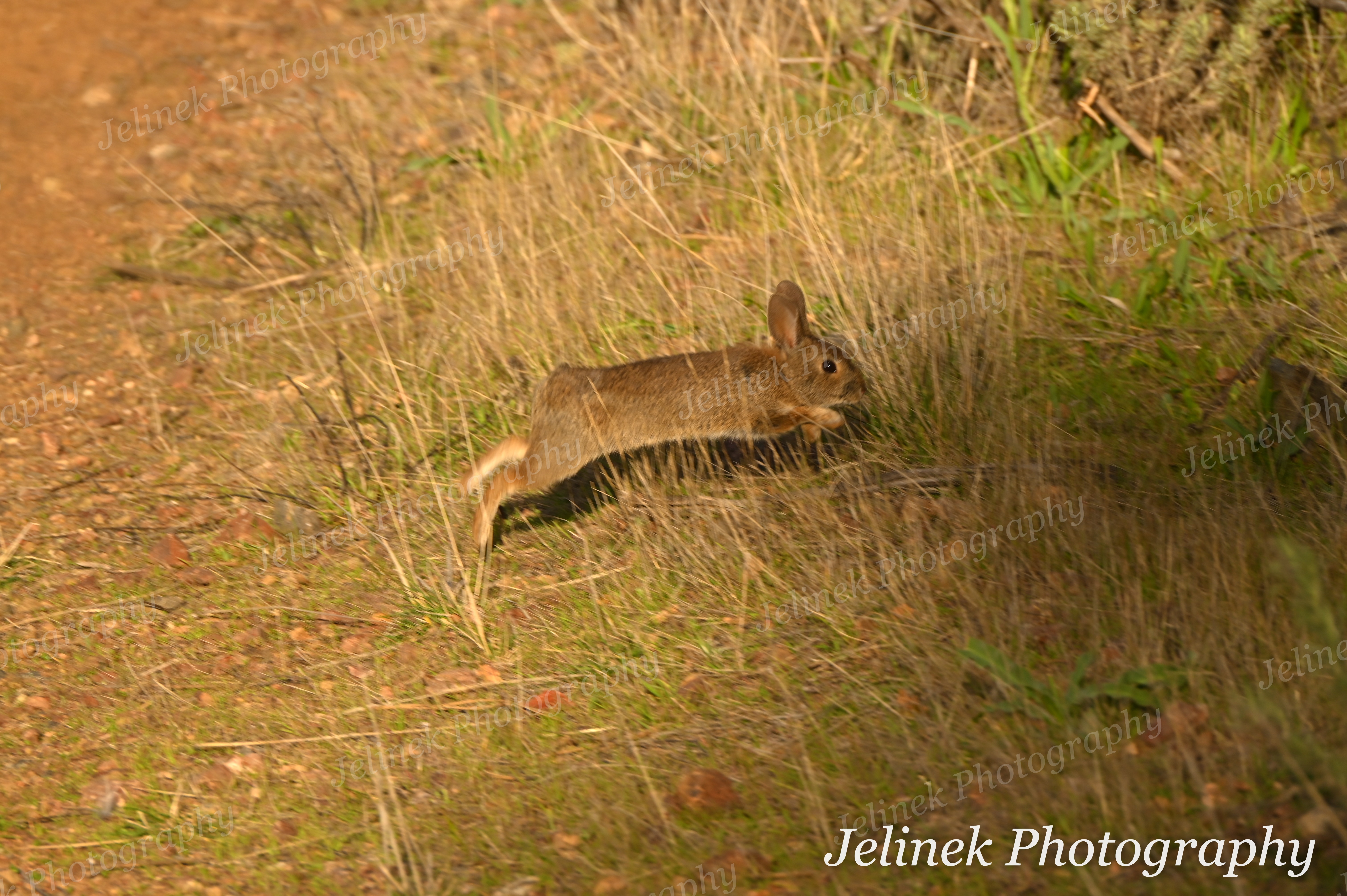 Desert Cotton-Tail Rabbit #1