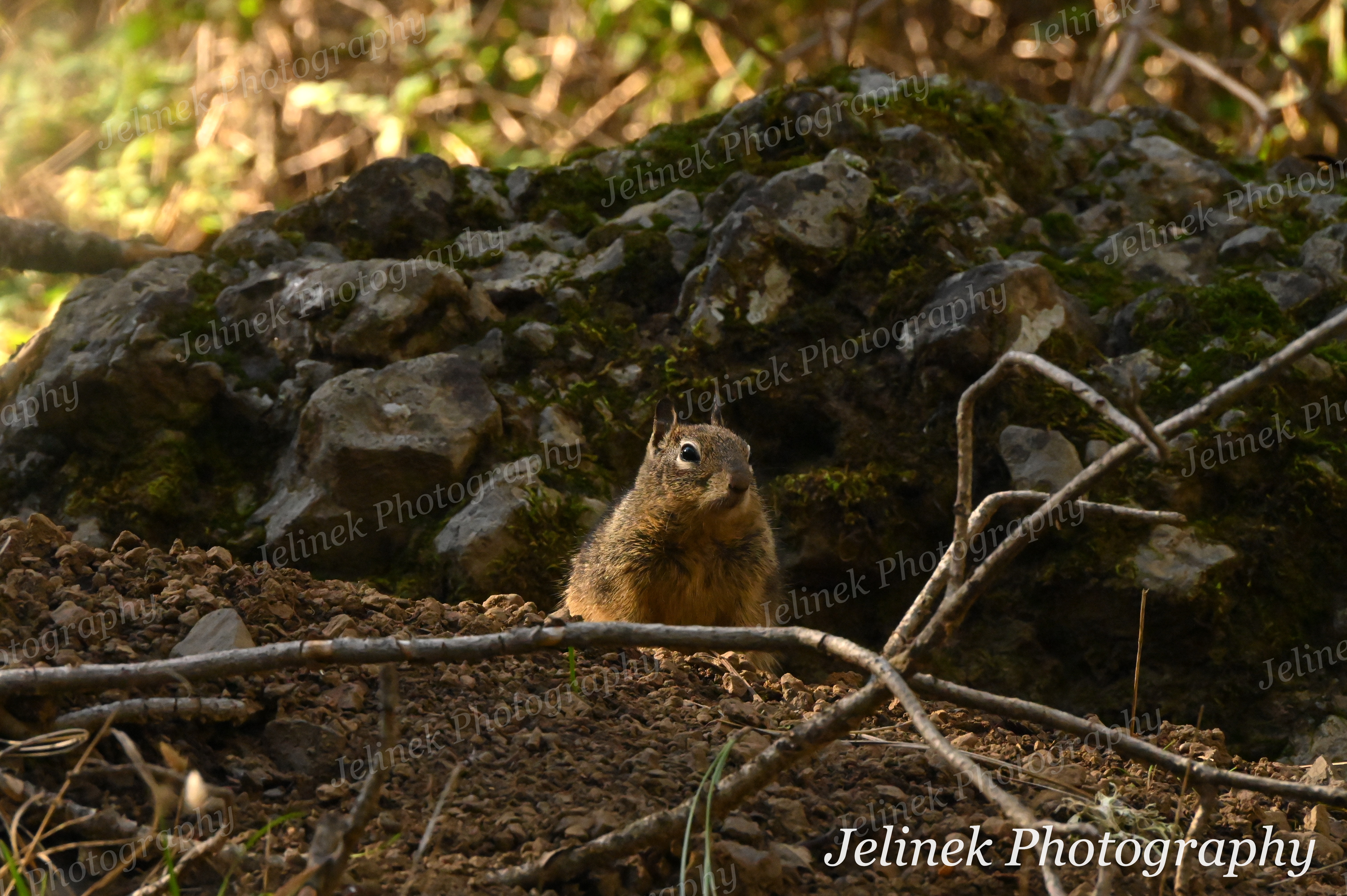 California Ground Squirrel #1