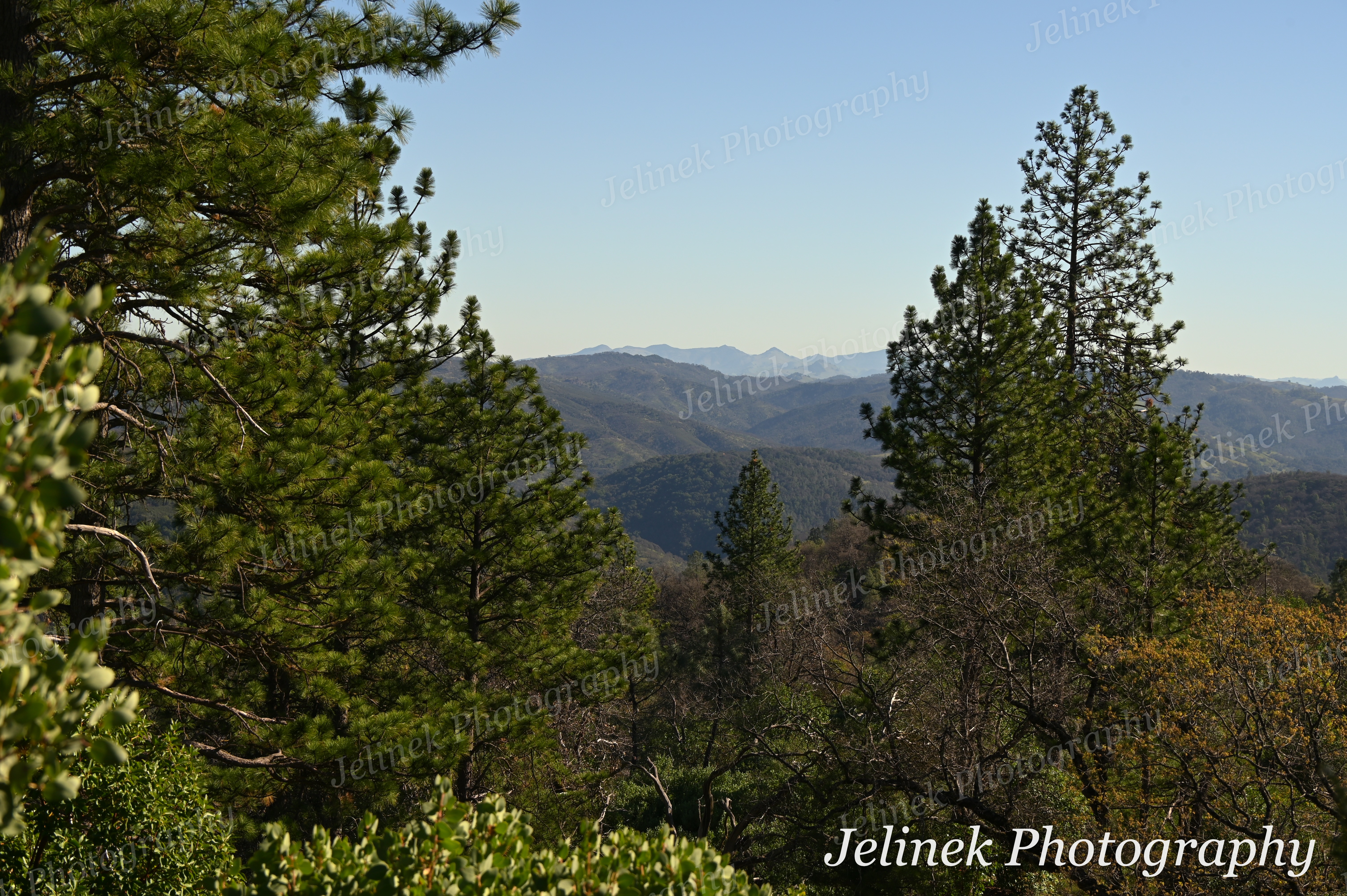Henry Coe Forest #2