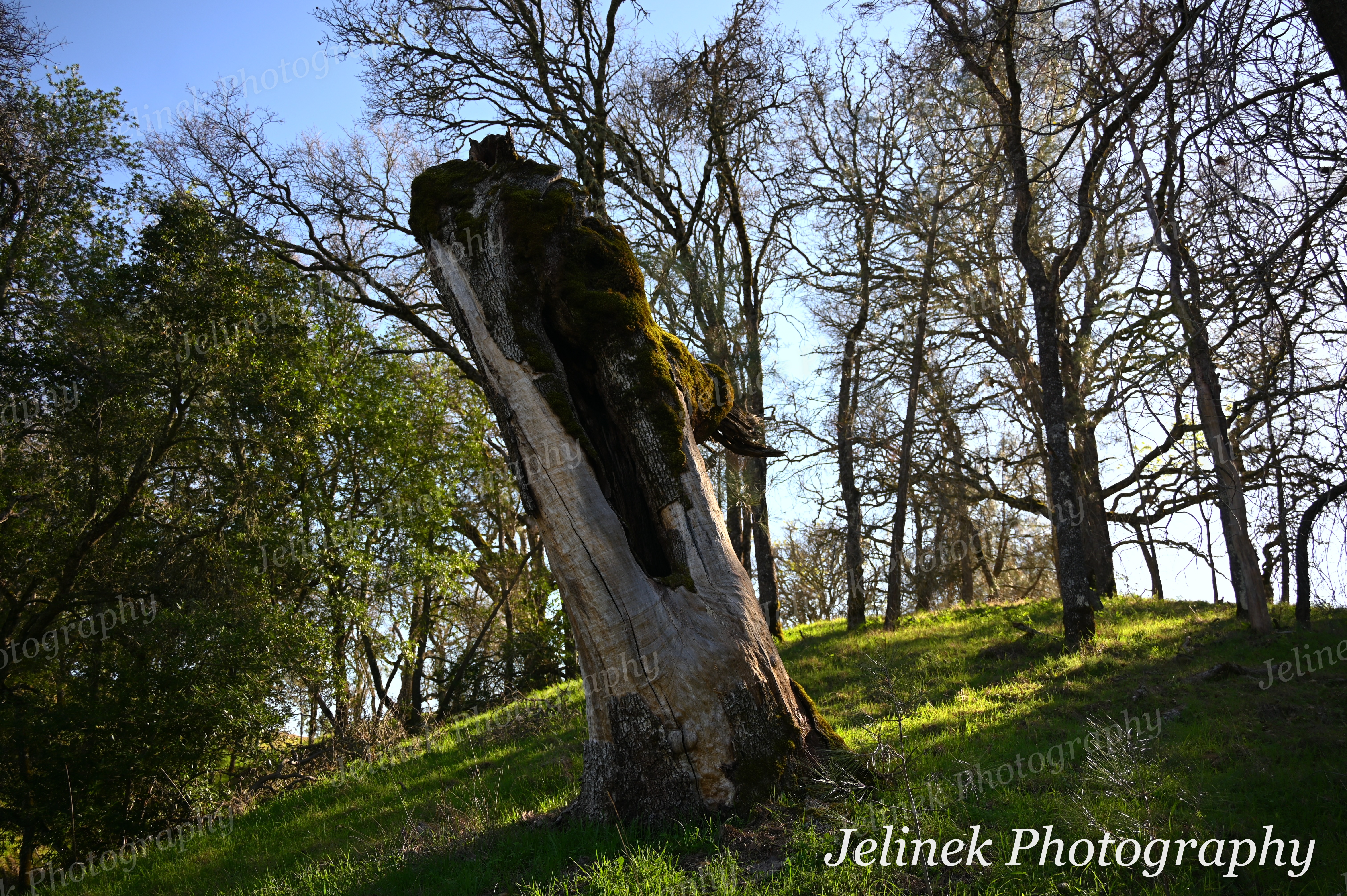 Henry Coe Forest #1