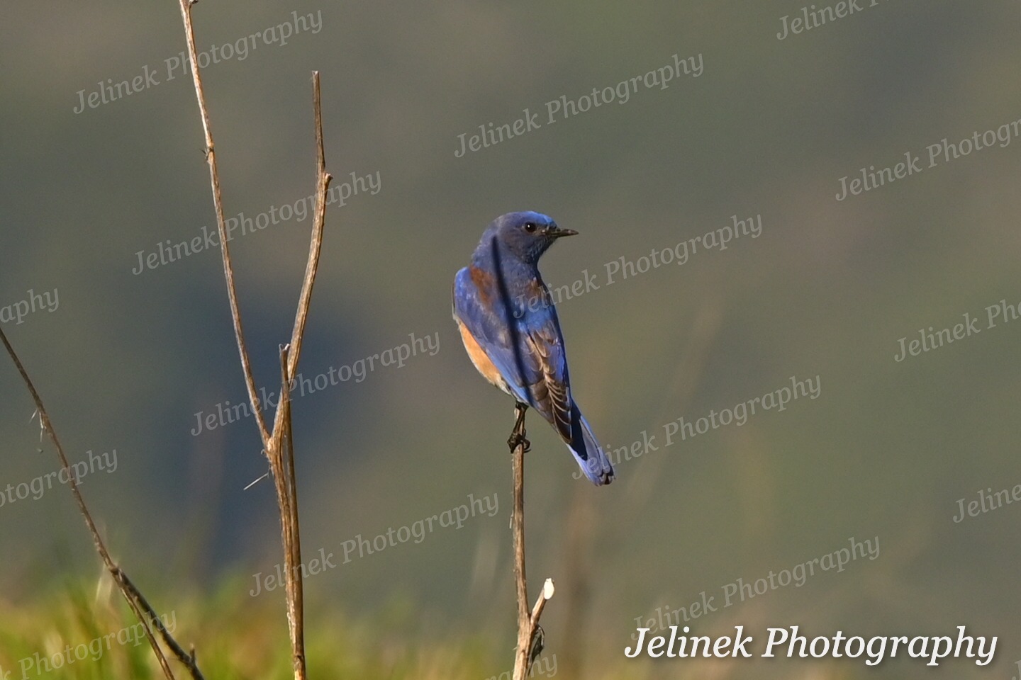 Western Bluebird #3