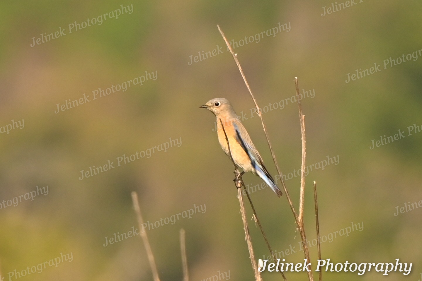 Western Bluebird #1