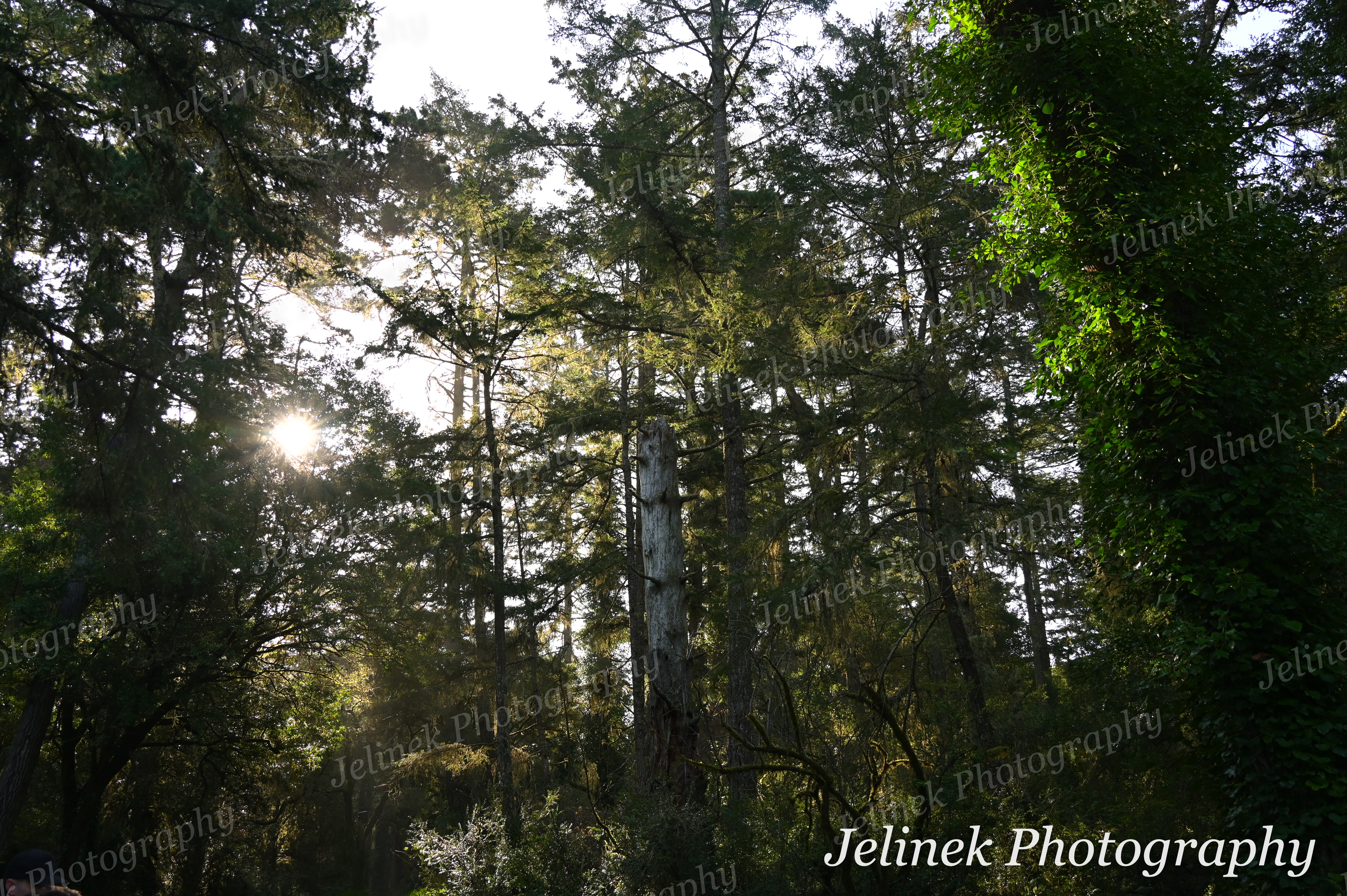 Big Sur Forest #6