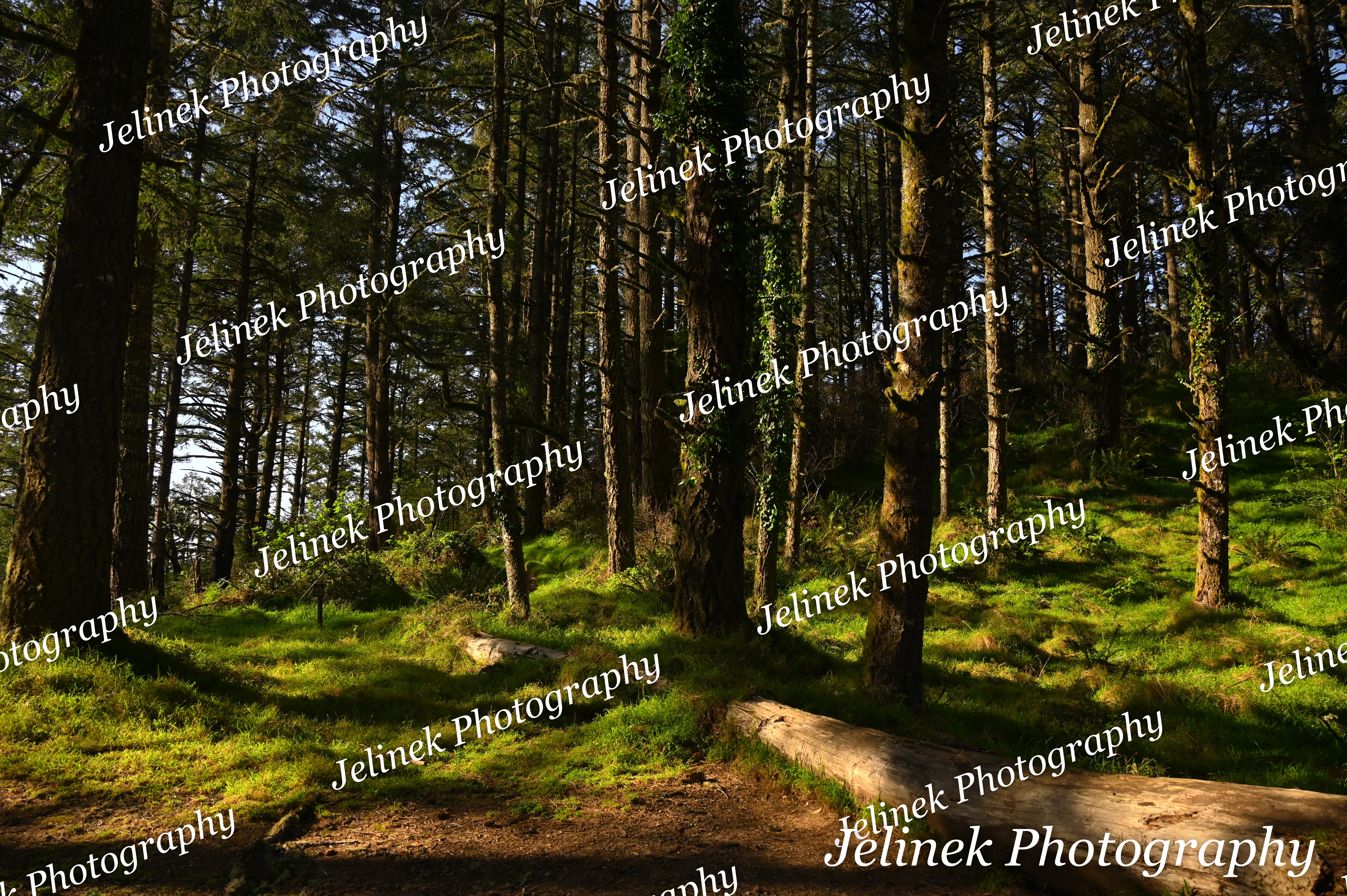 Big Sur Forest #7