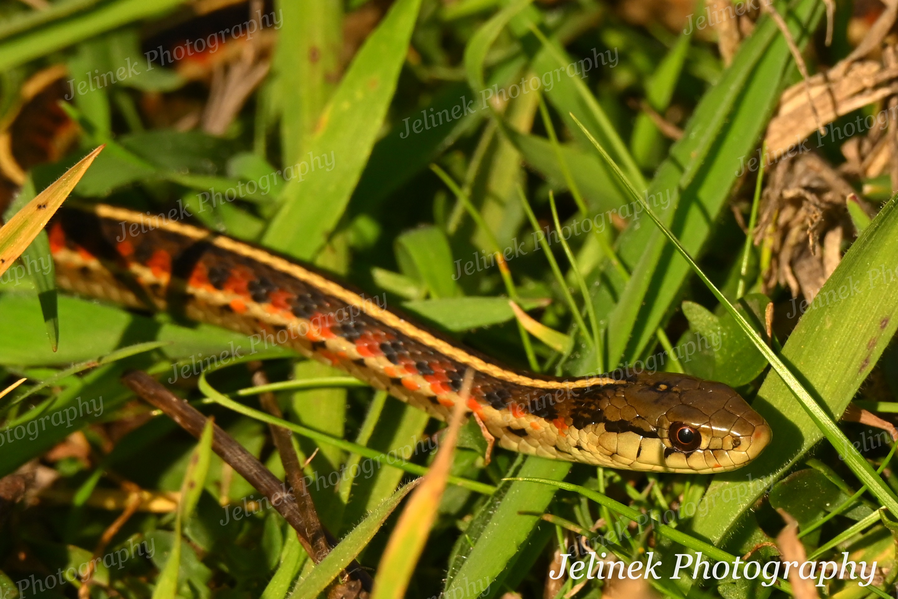 Coast Garter Snake #6