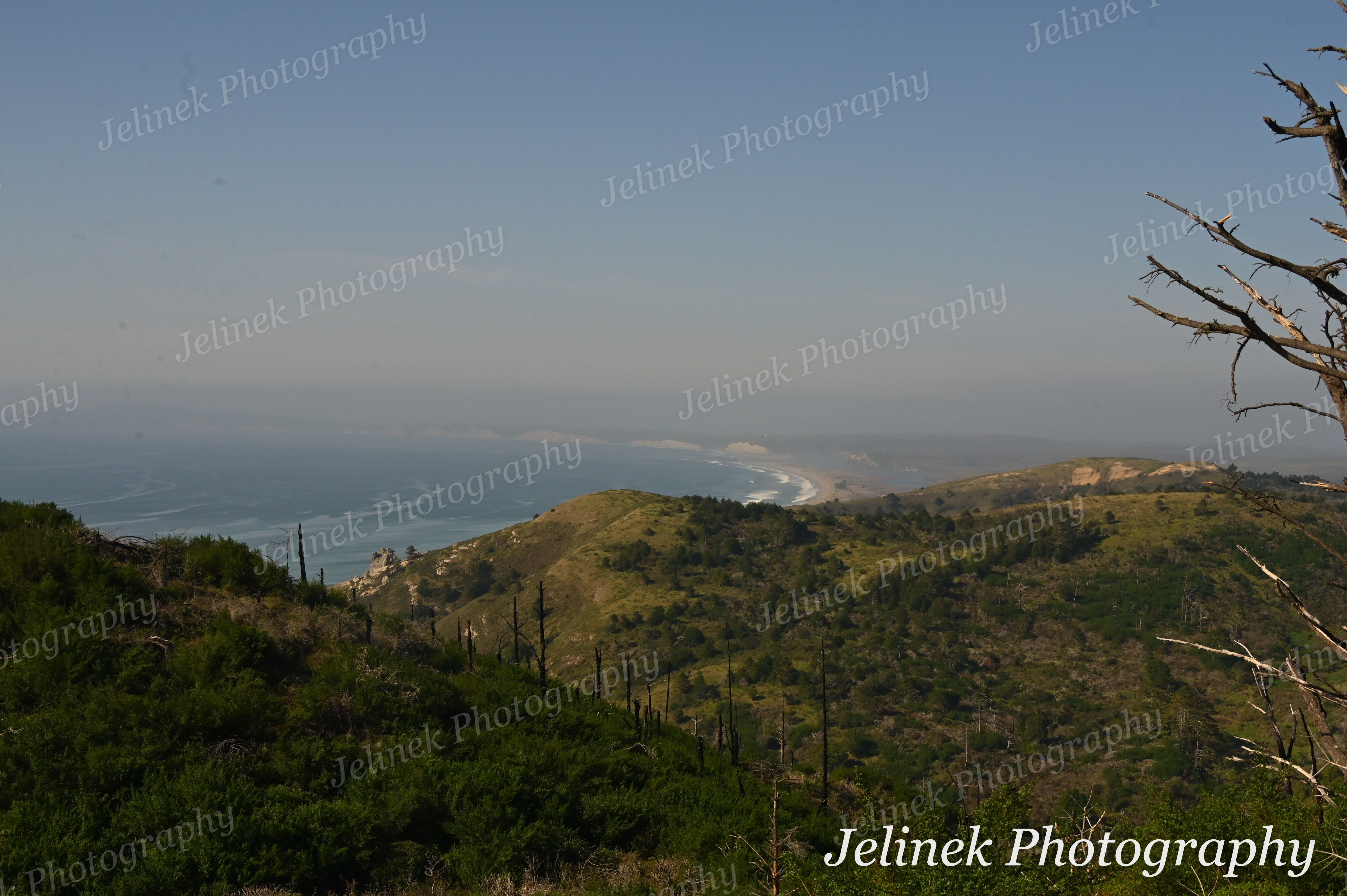 Big Sur Forest #5