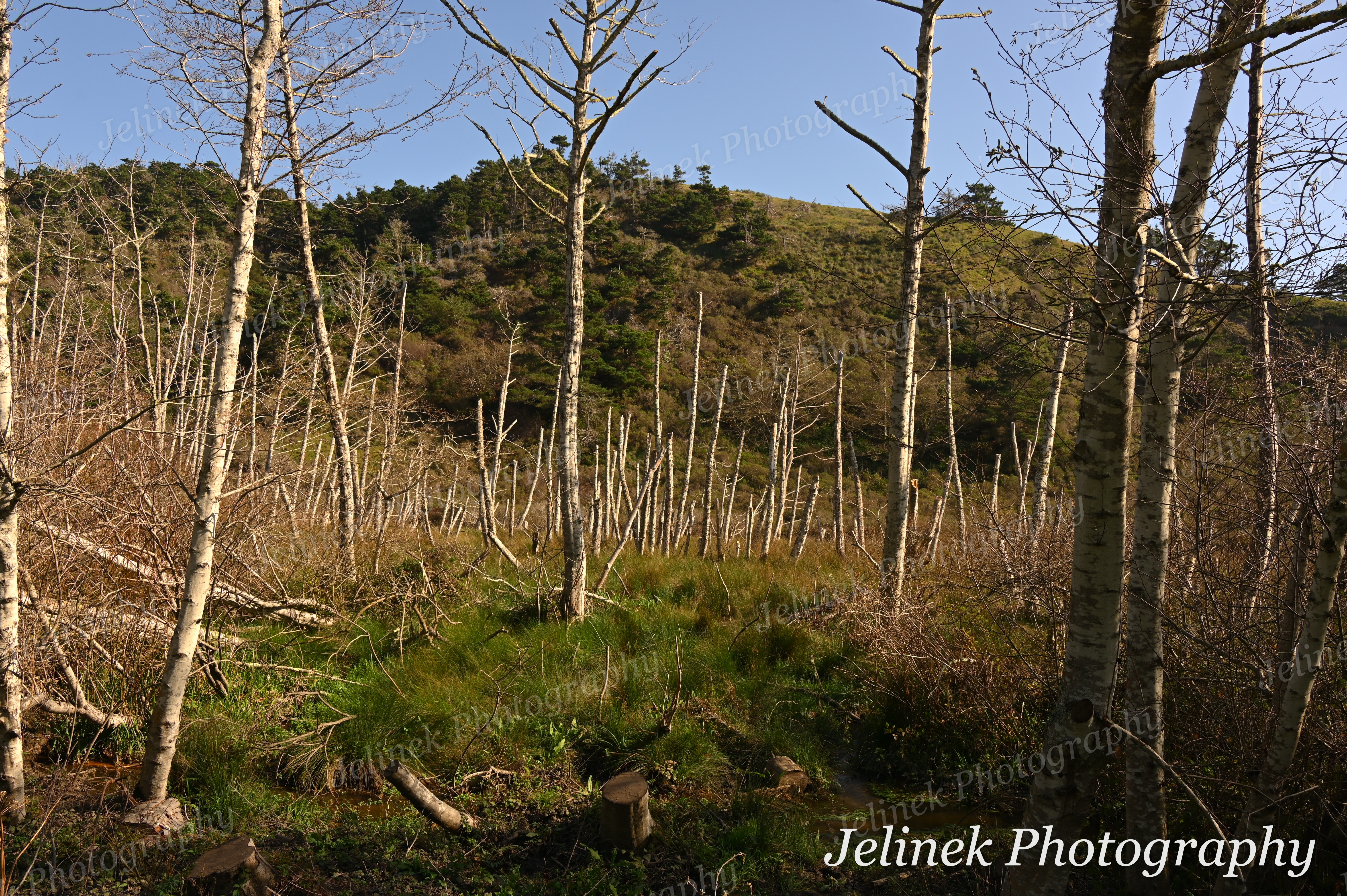 Big Sur Forest #4