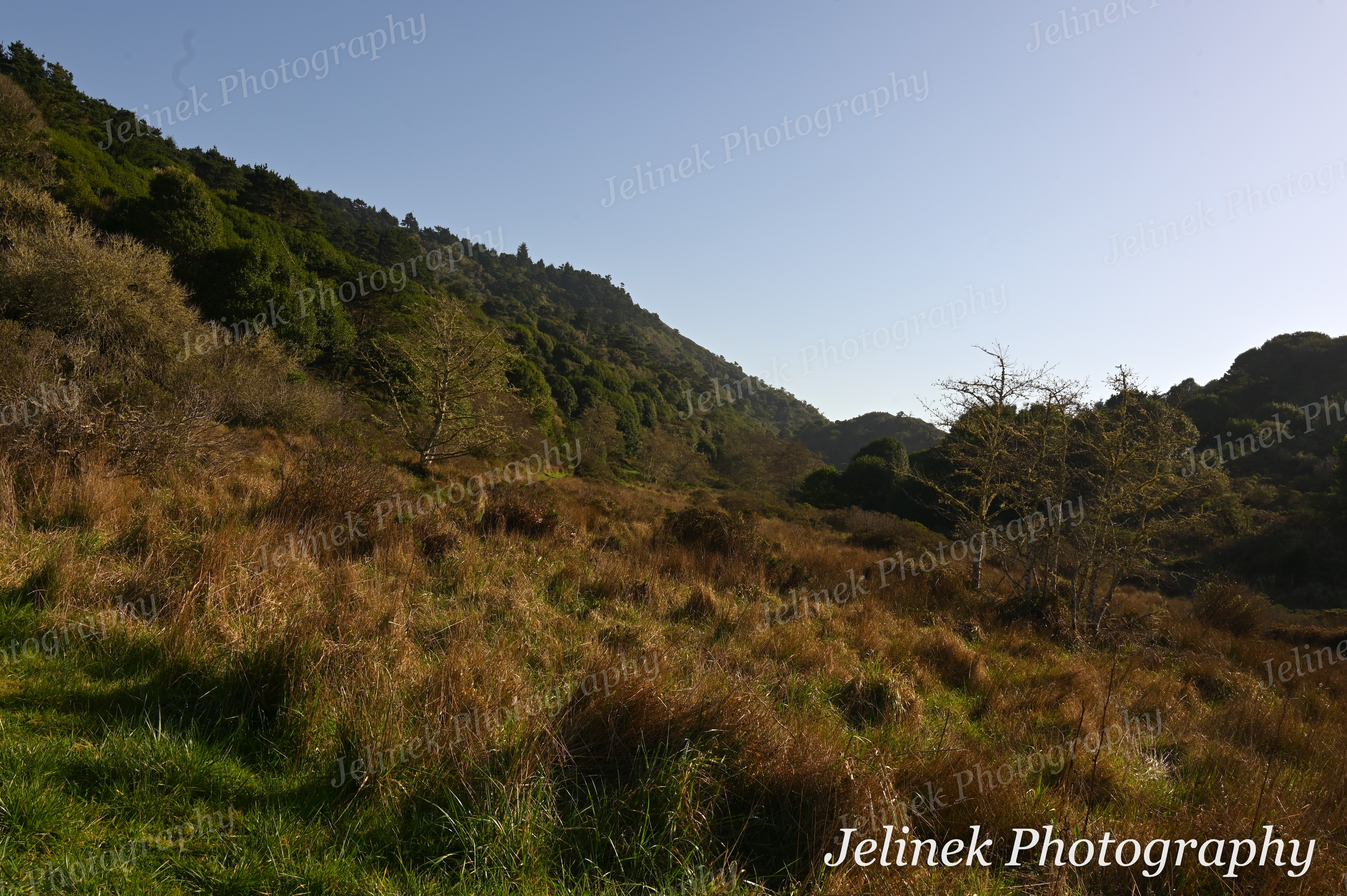 Point Reyes Coast #6