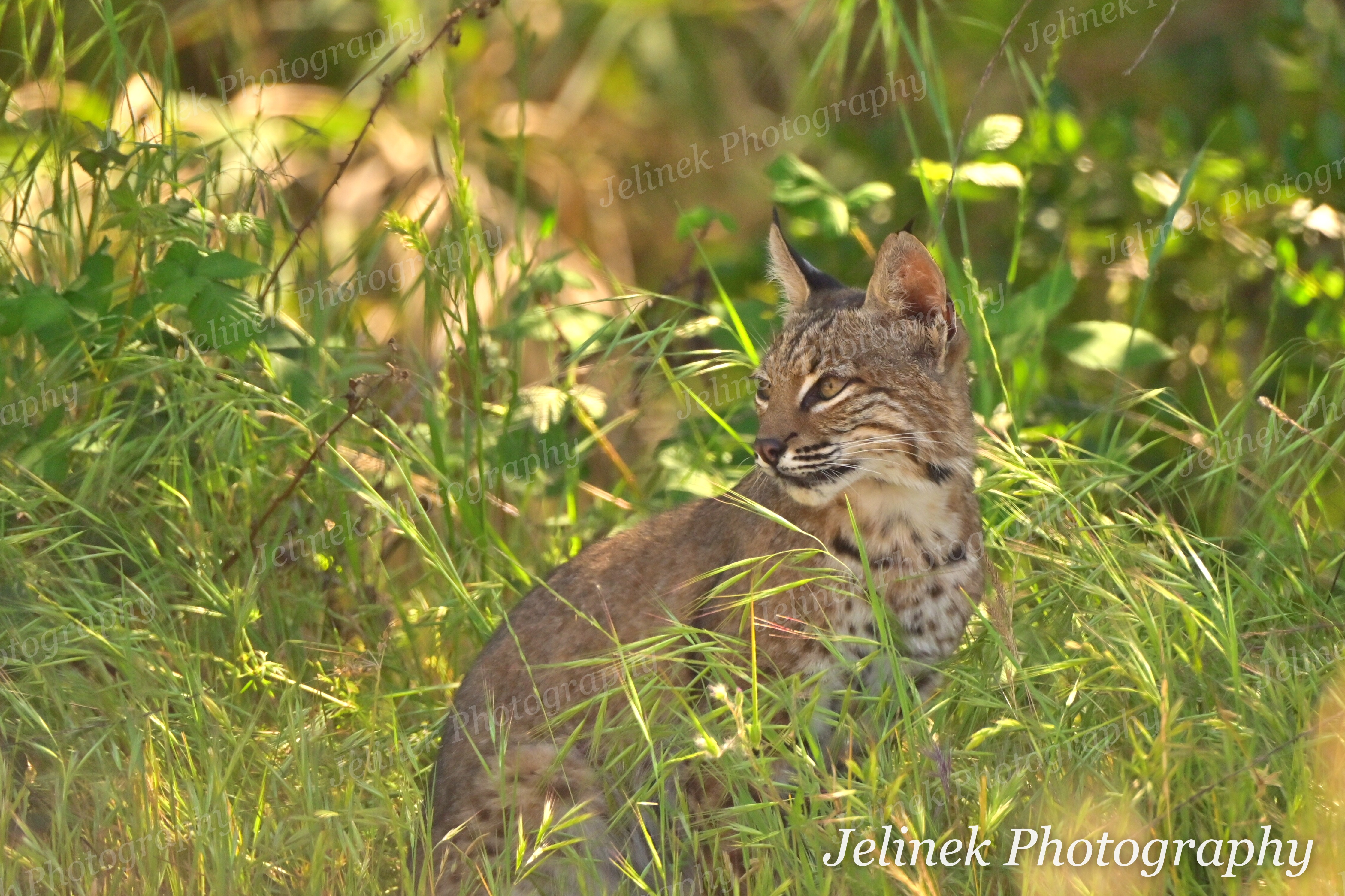 Bobcat #2