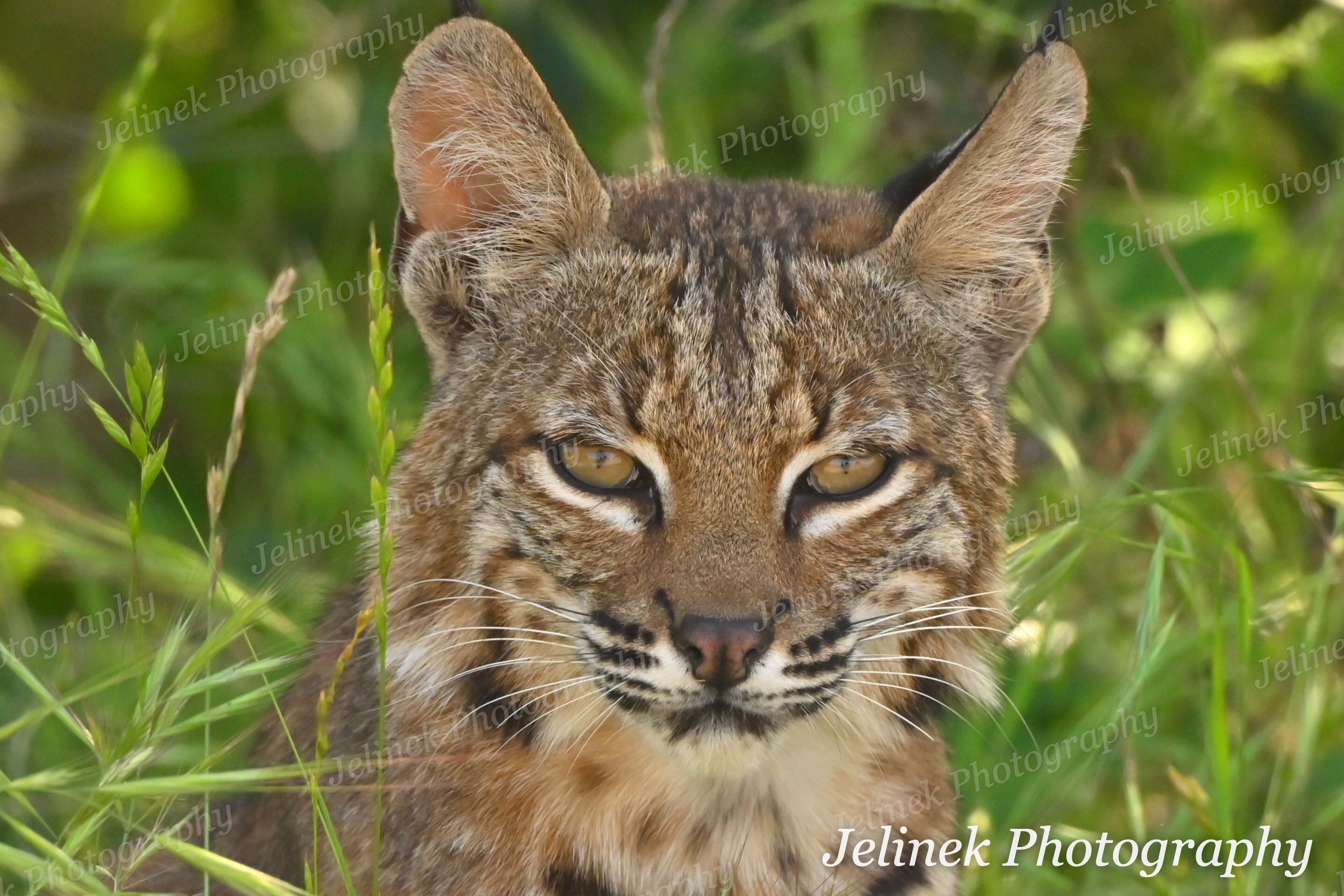 Bobcats