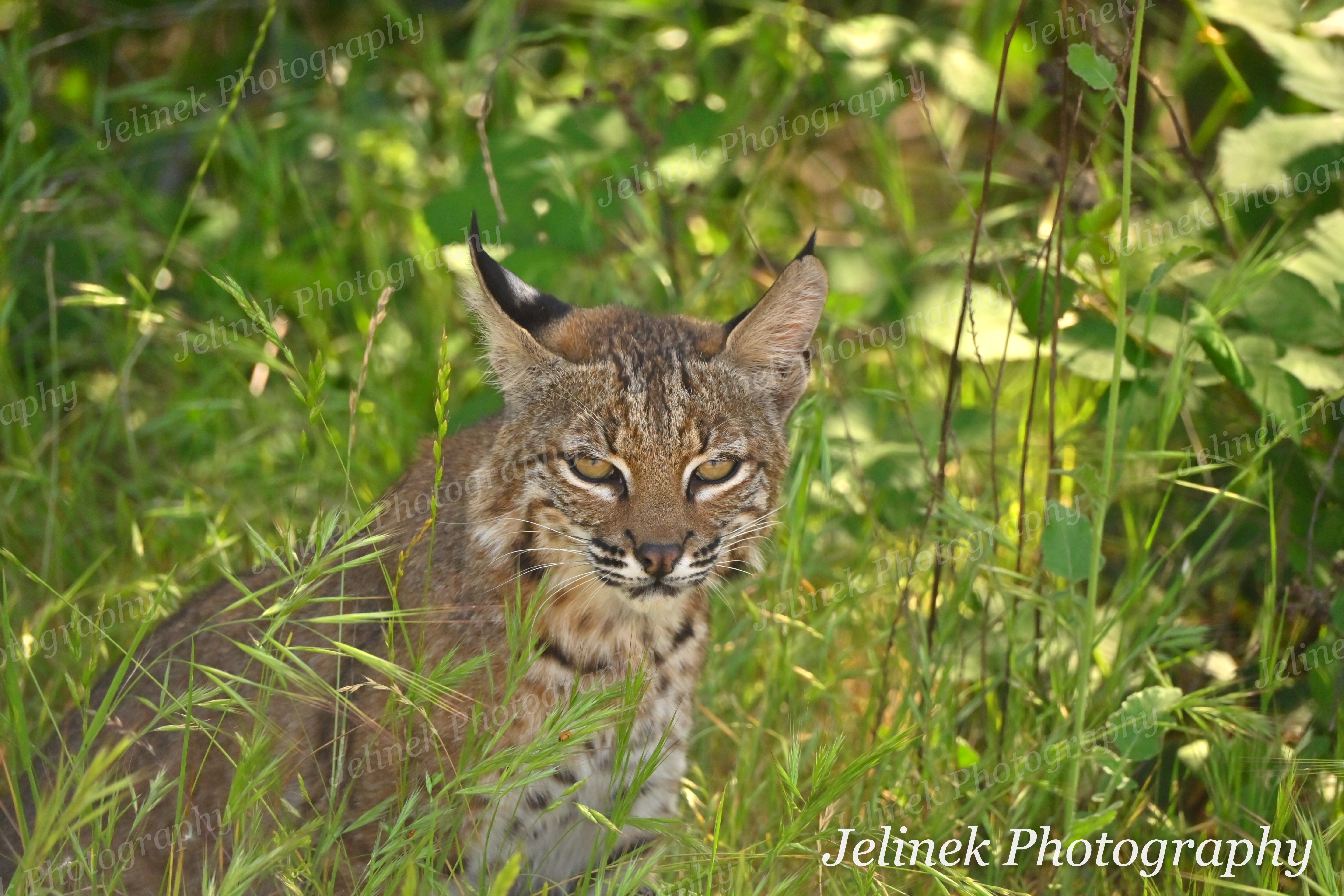 Bobcat #3