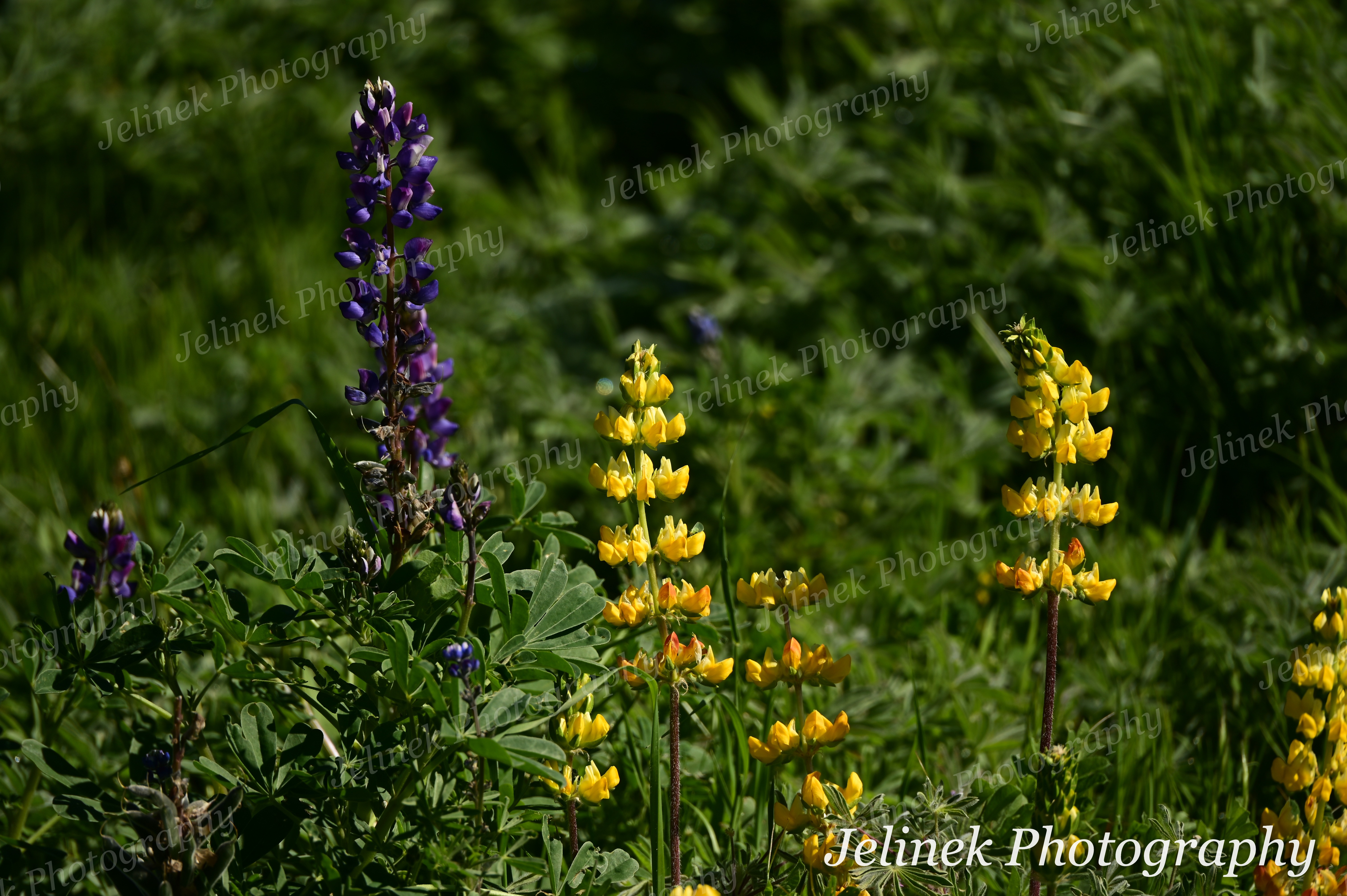 Flower # - Lupine Mix