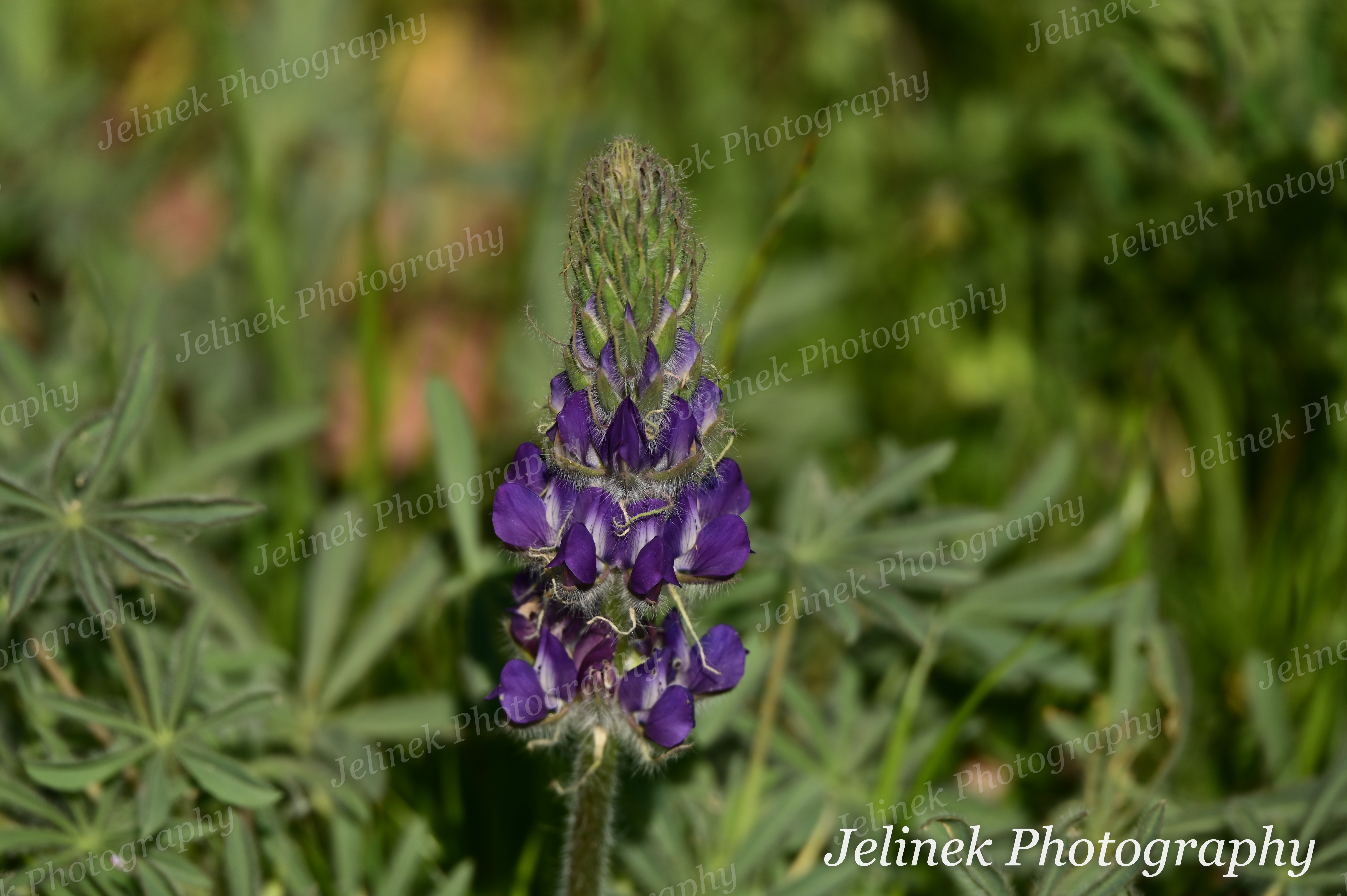 Flower - Lupine
