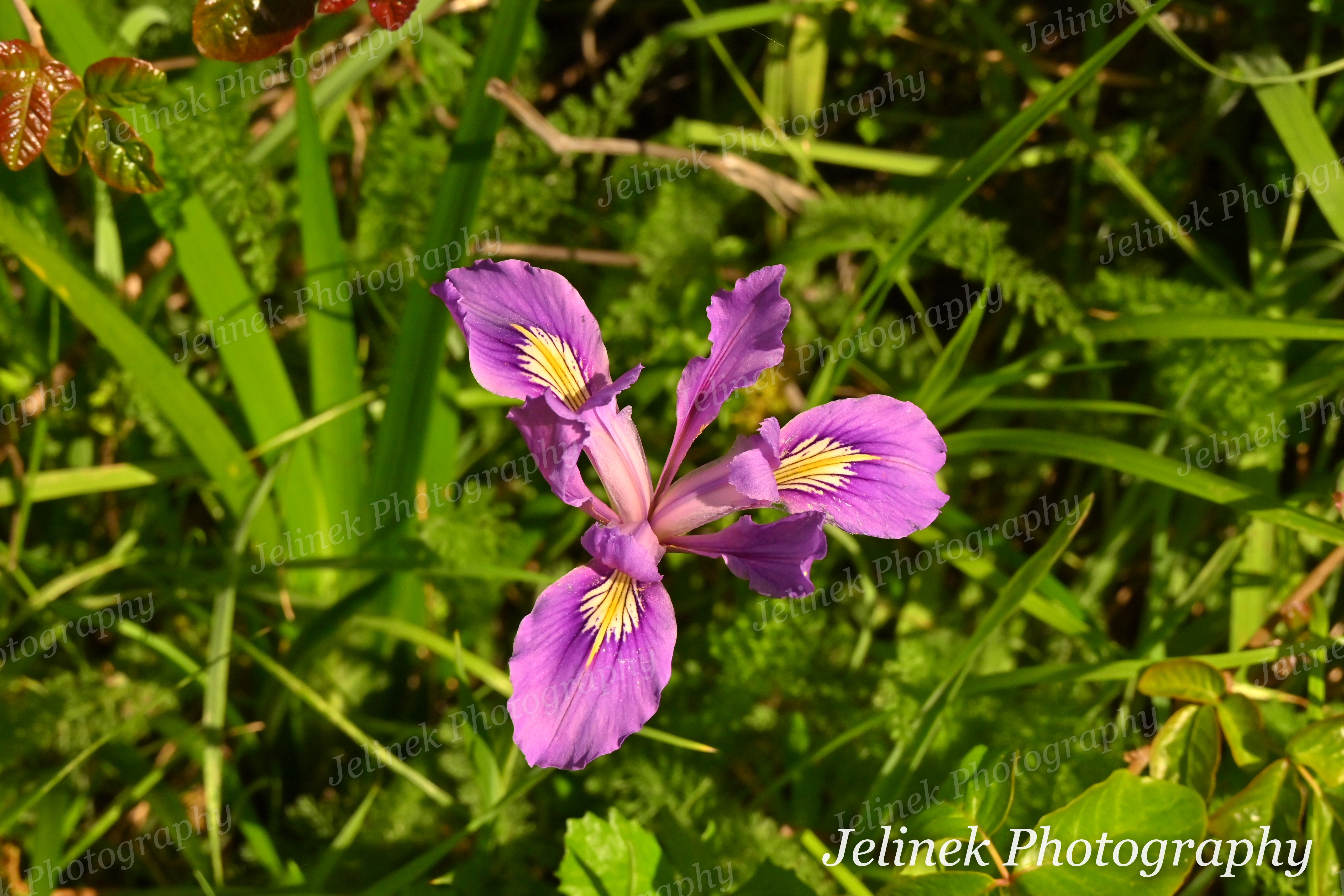 Flower #2 - Douglas Iris