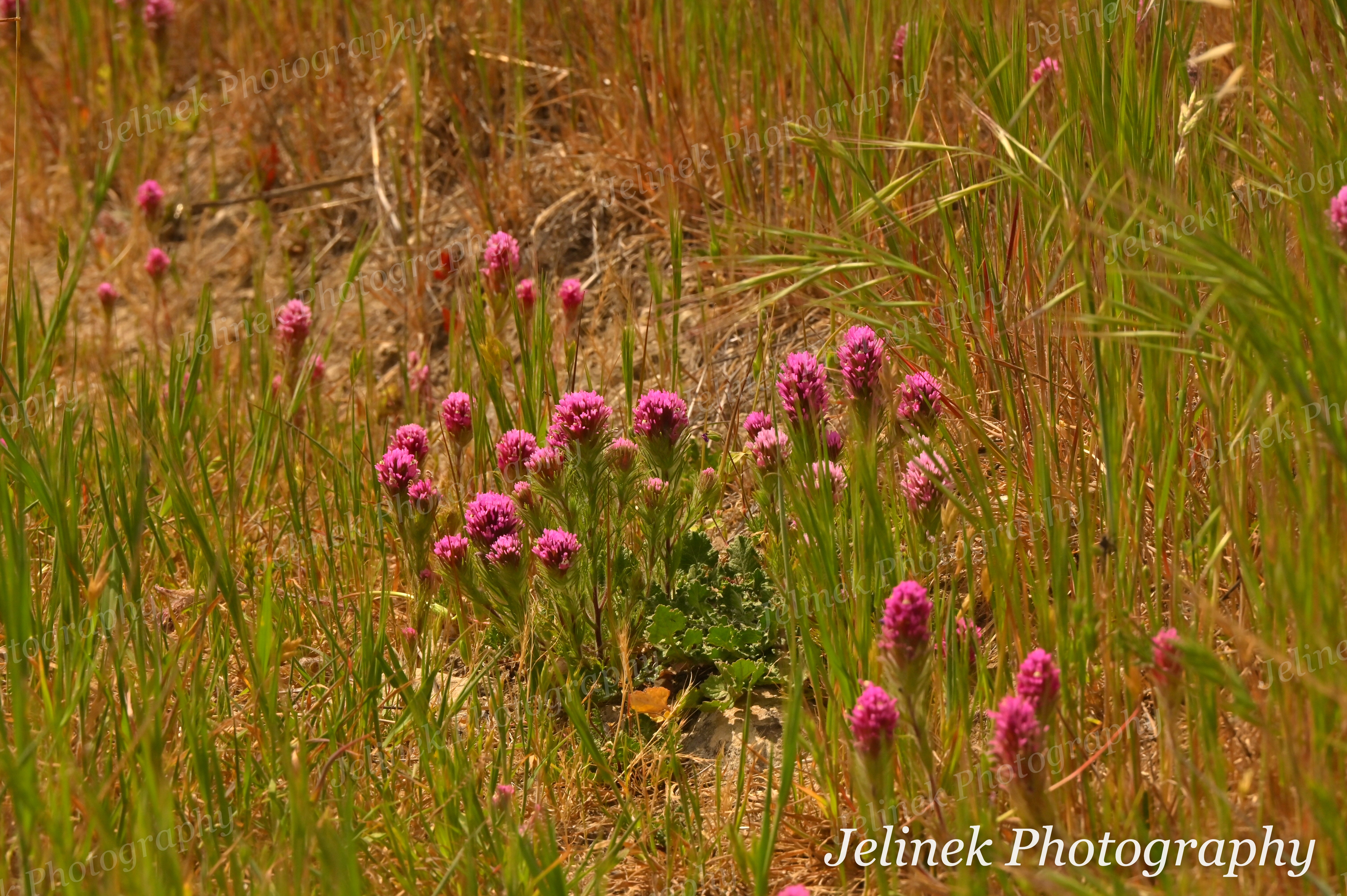 Flower #3 - Purple Owl's Clover