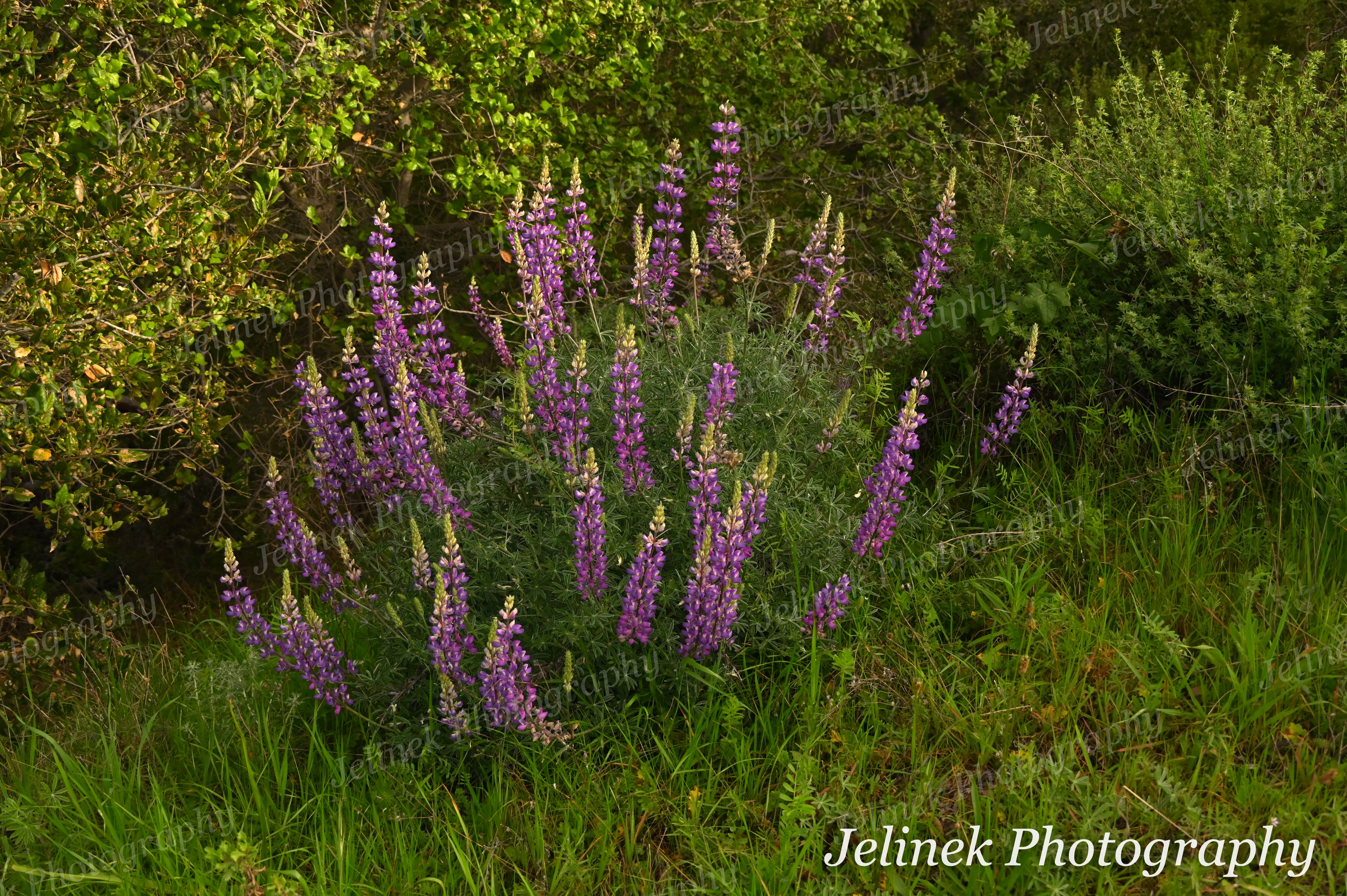 Flower # - Silver Bush Lupine 2