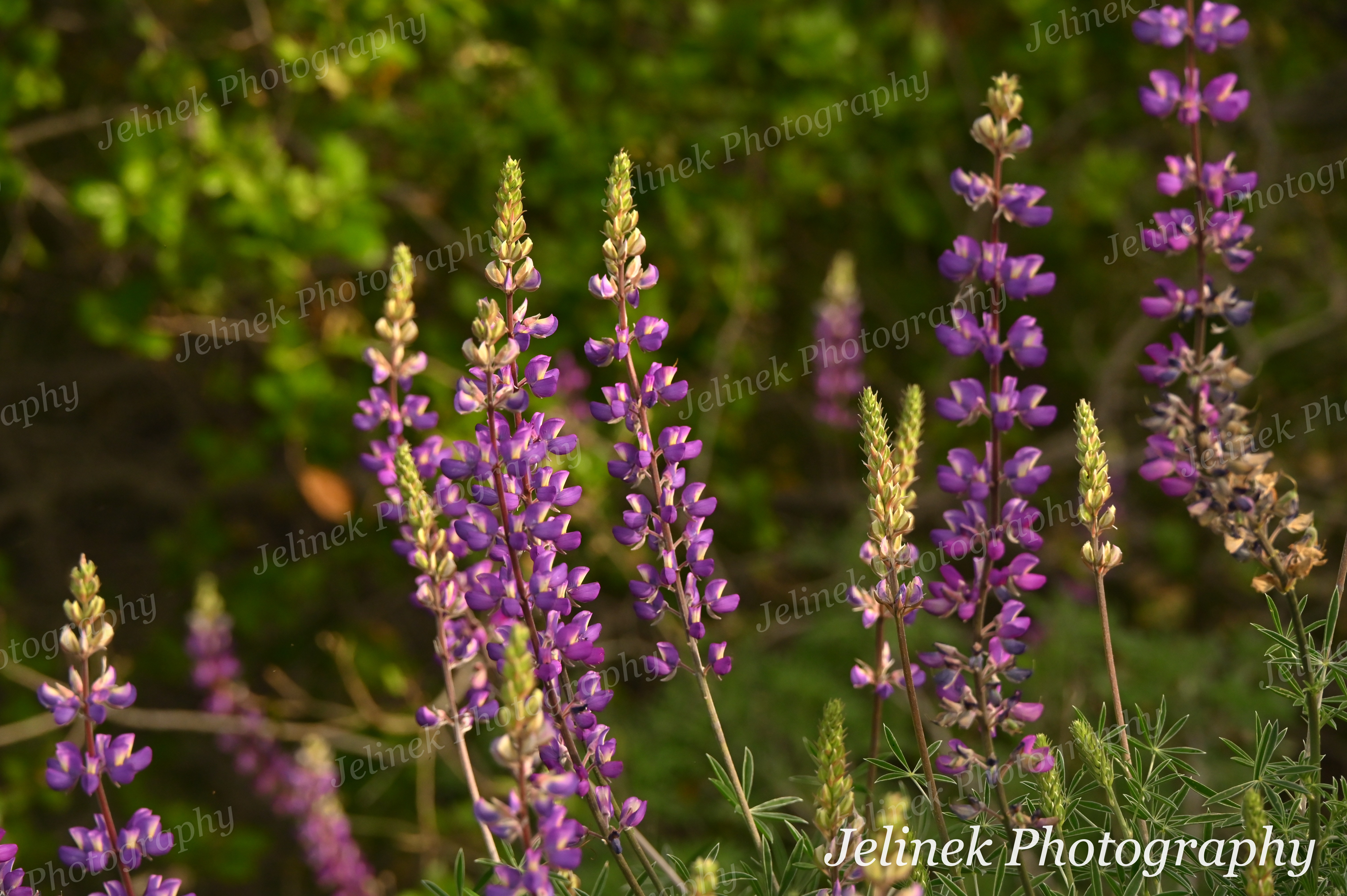 Flower # - Silver Bush Lupine 1