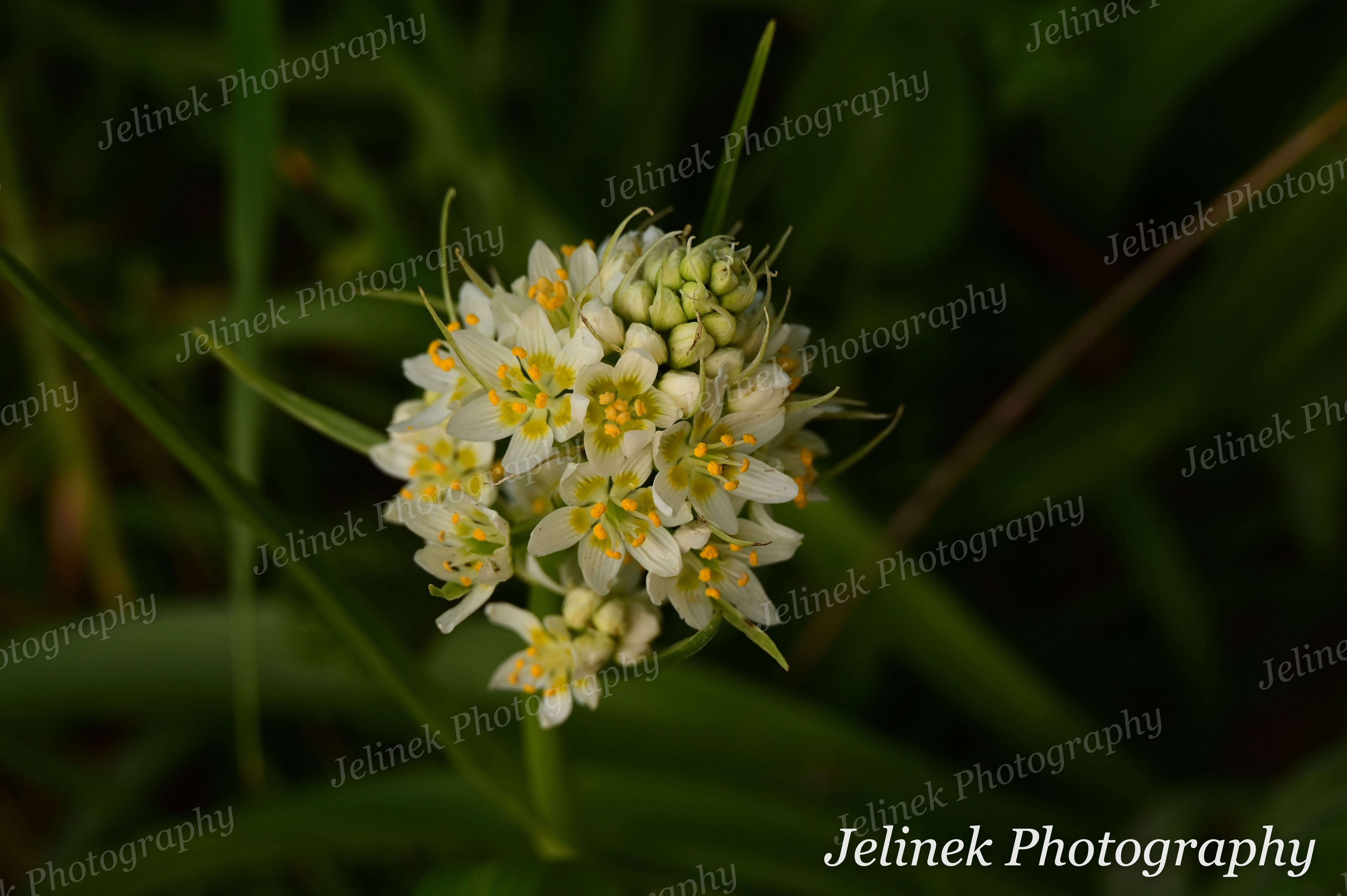Flower #1 - Fremont's Death Camas