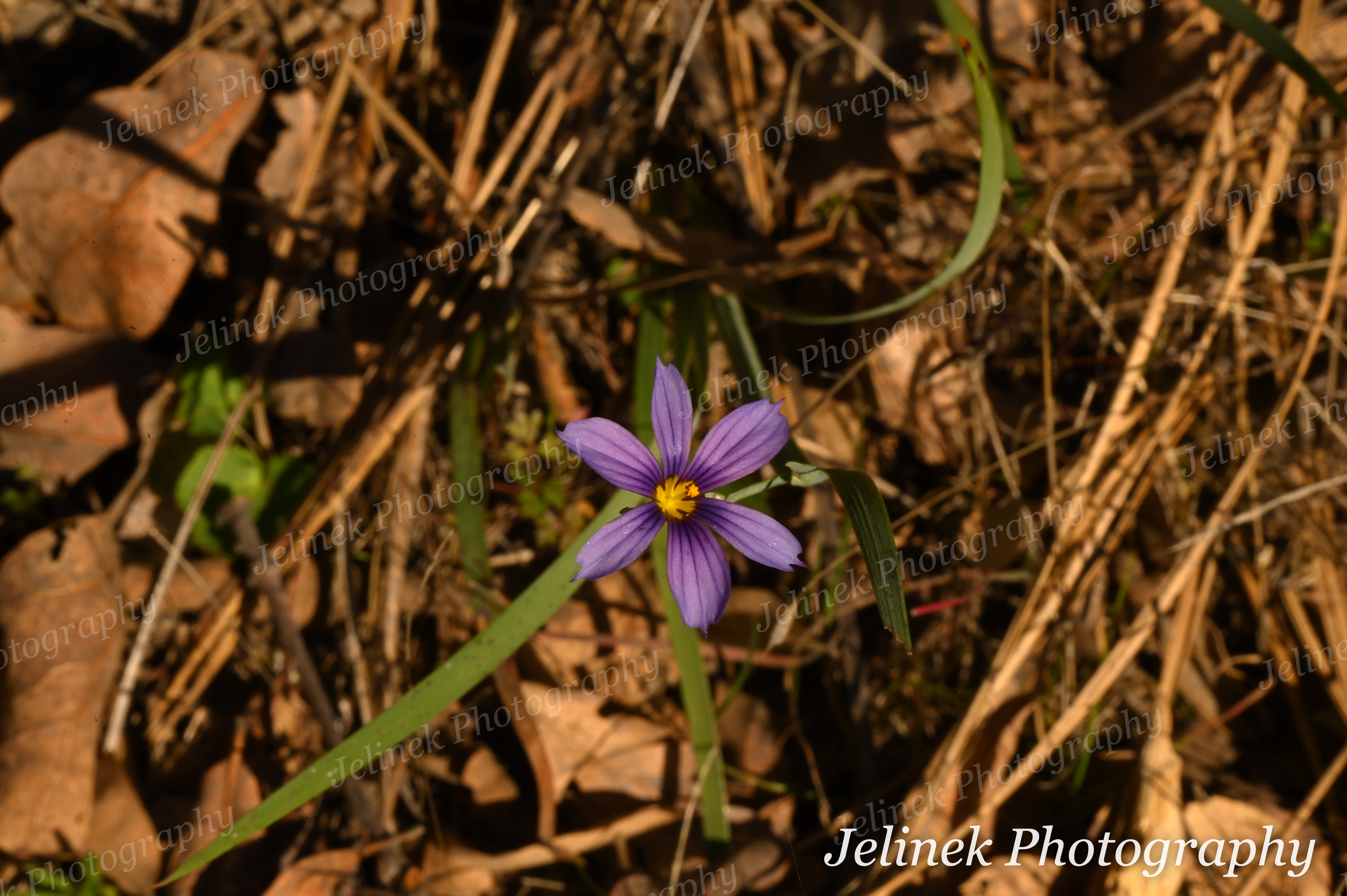Flower # - Blue Eyed Grass