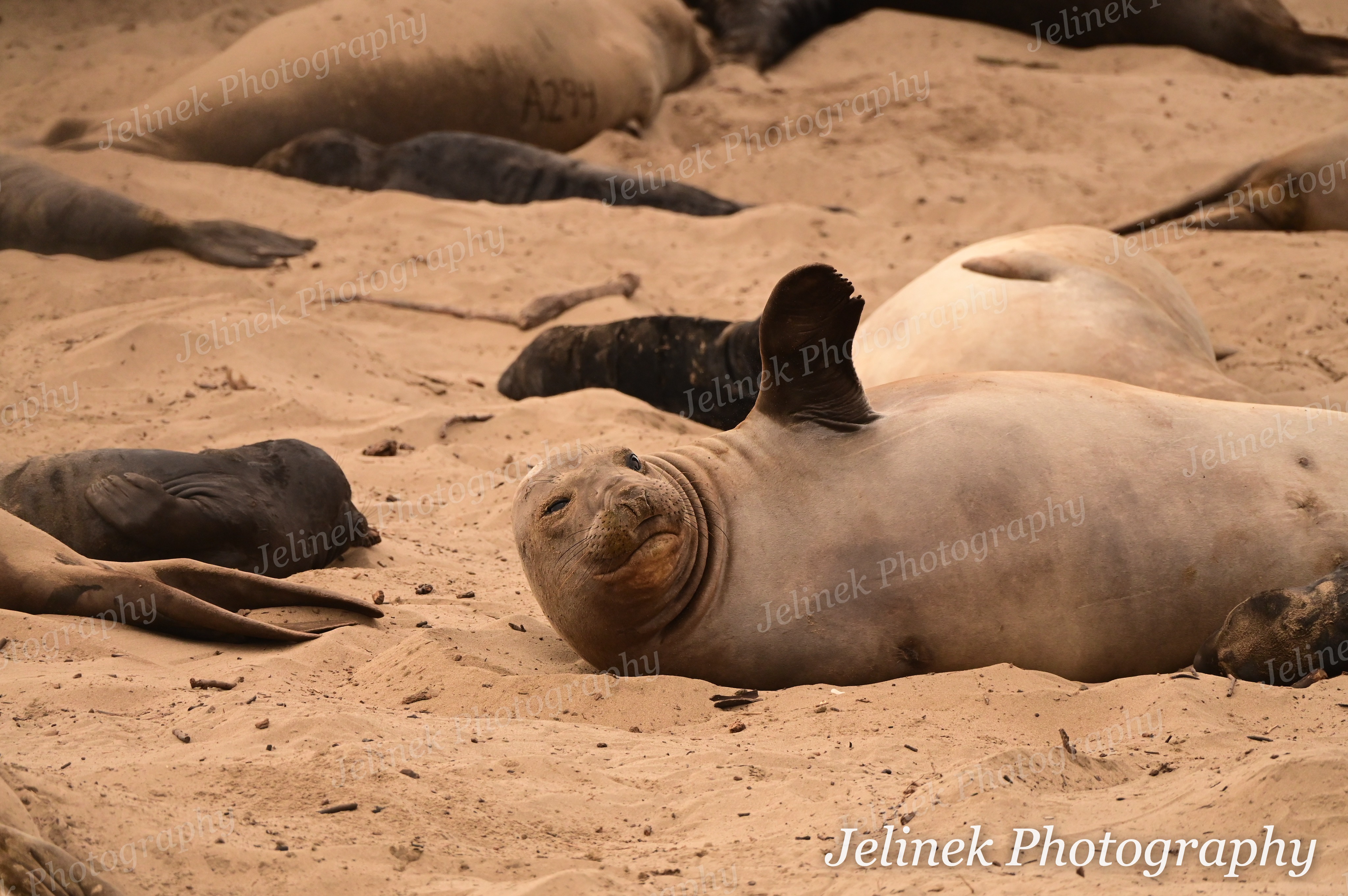 Elephant Seals