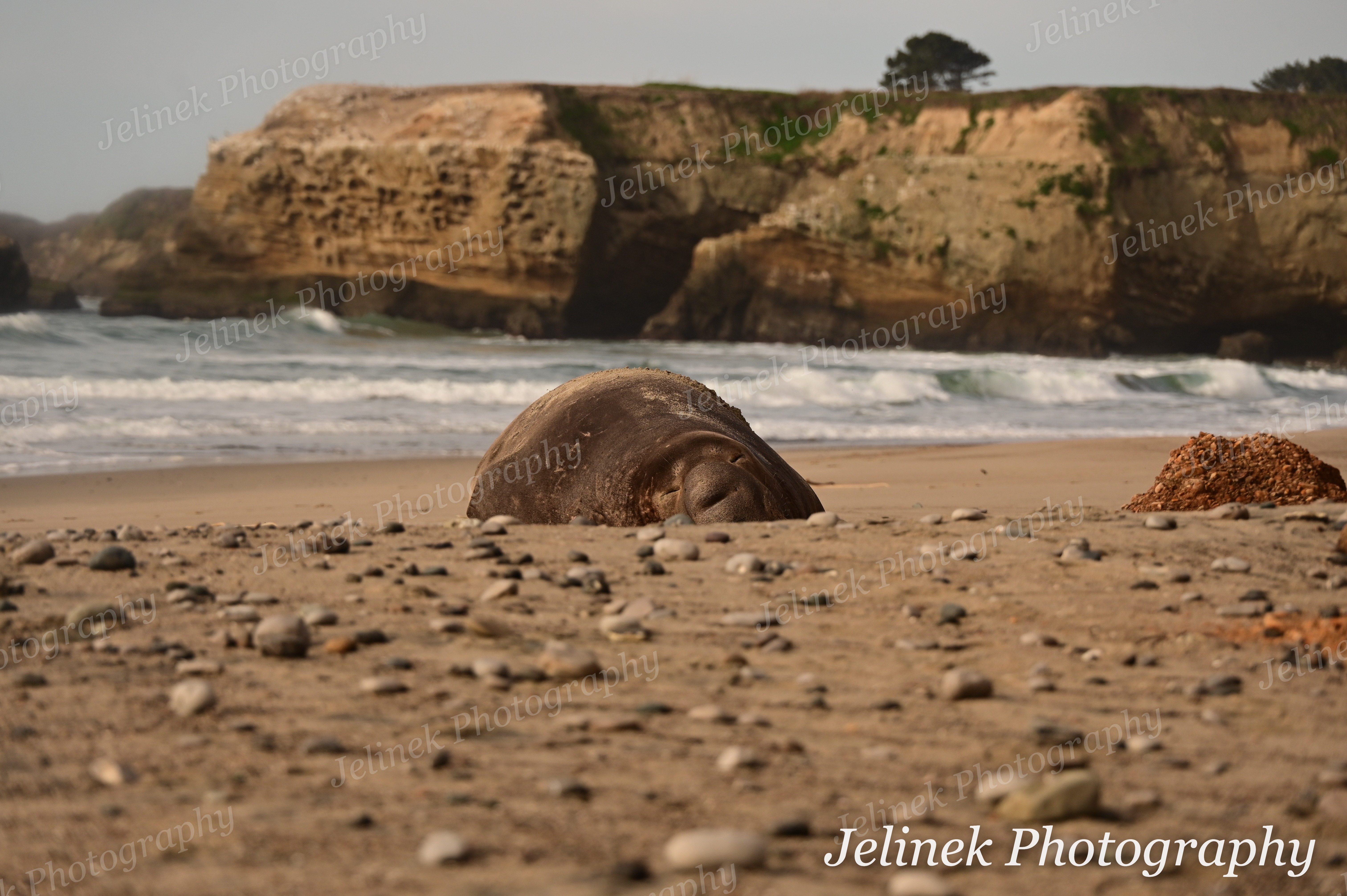 Elephant Seal #1