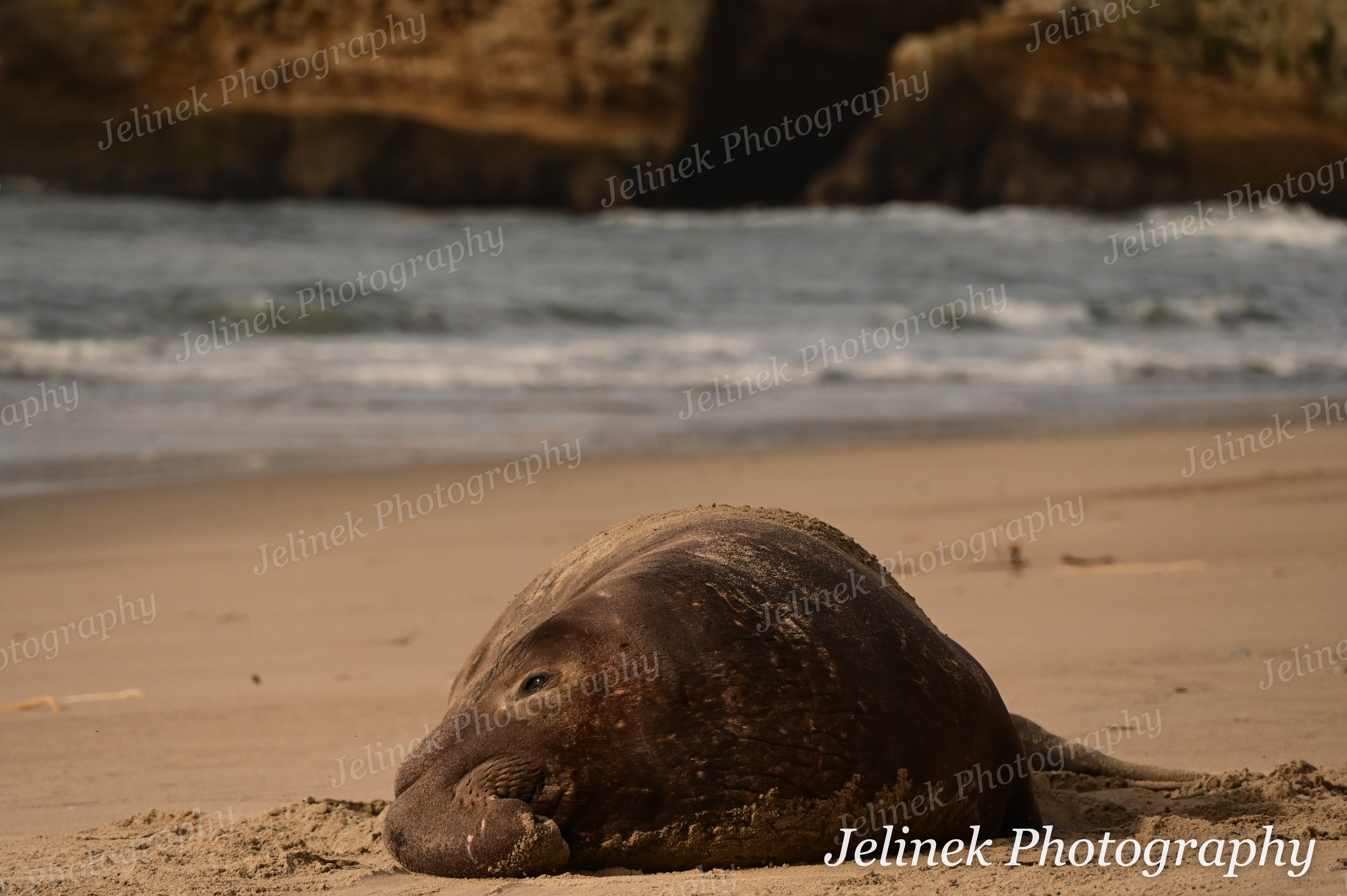 Elephant Seal #2