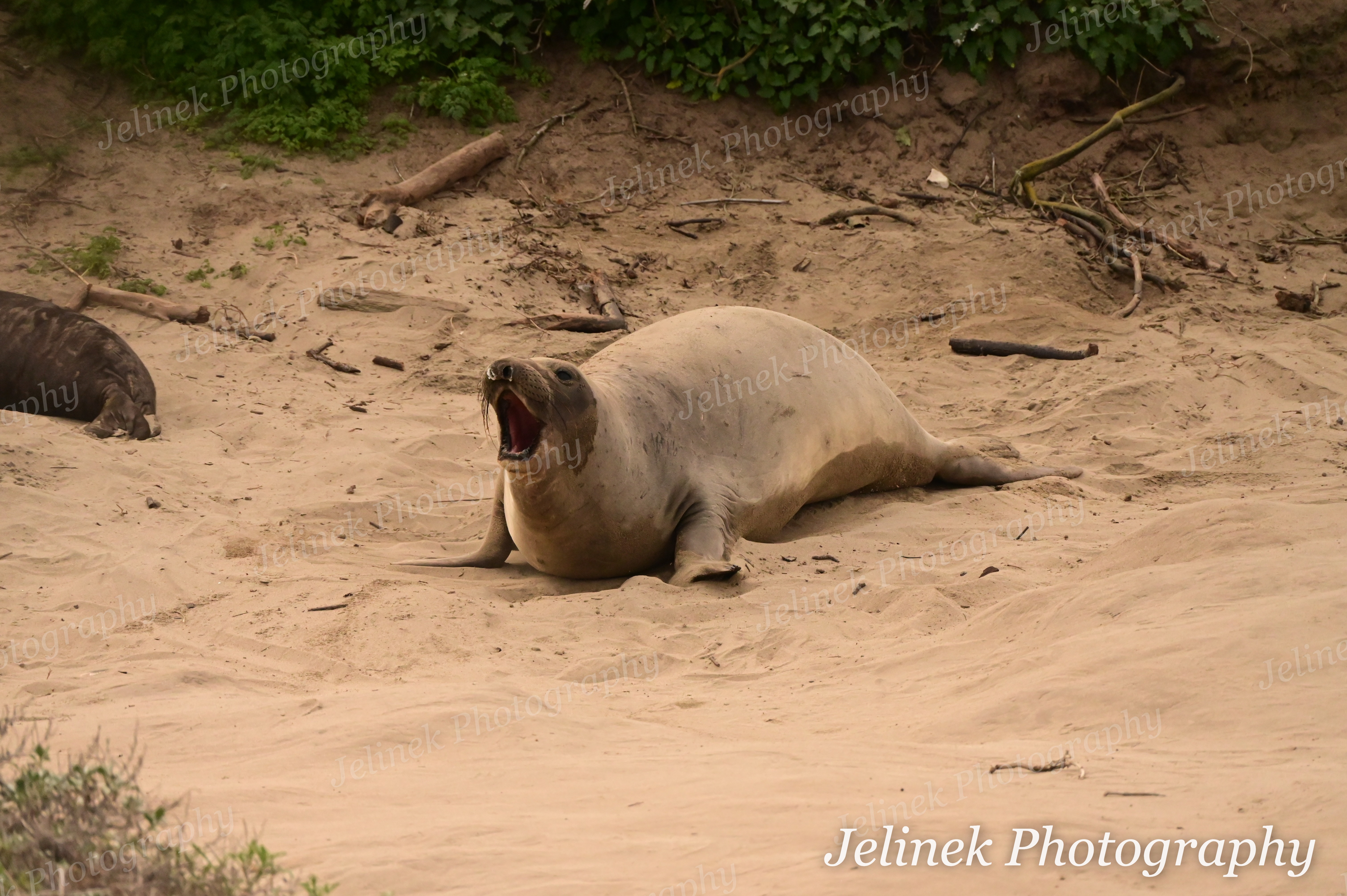 Elephant Seal #4