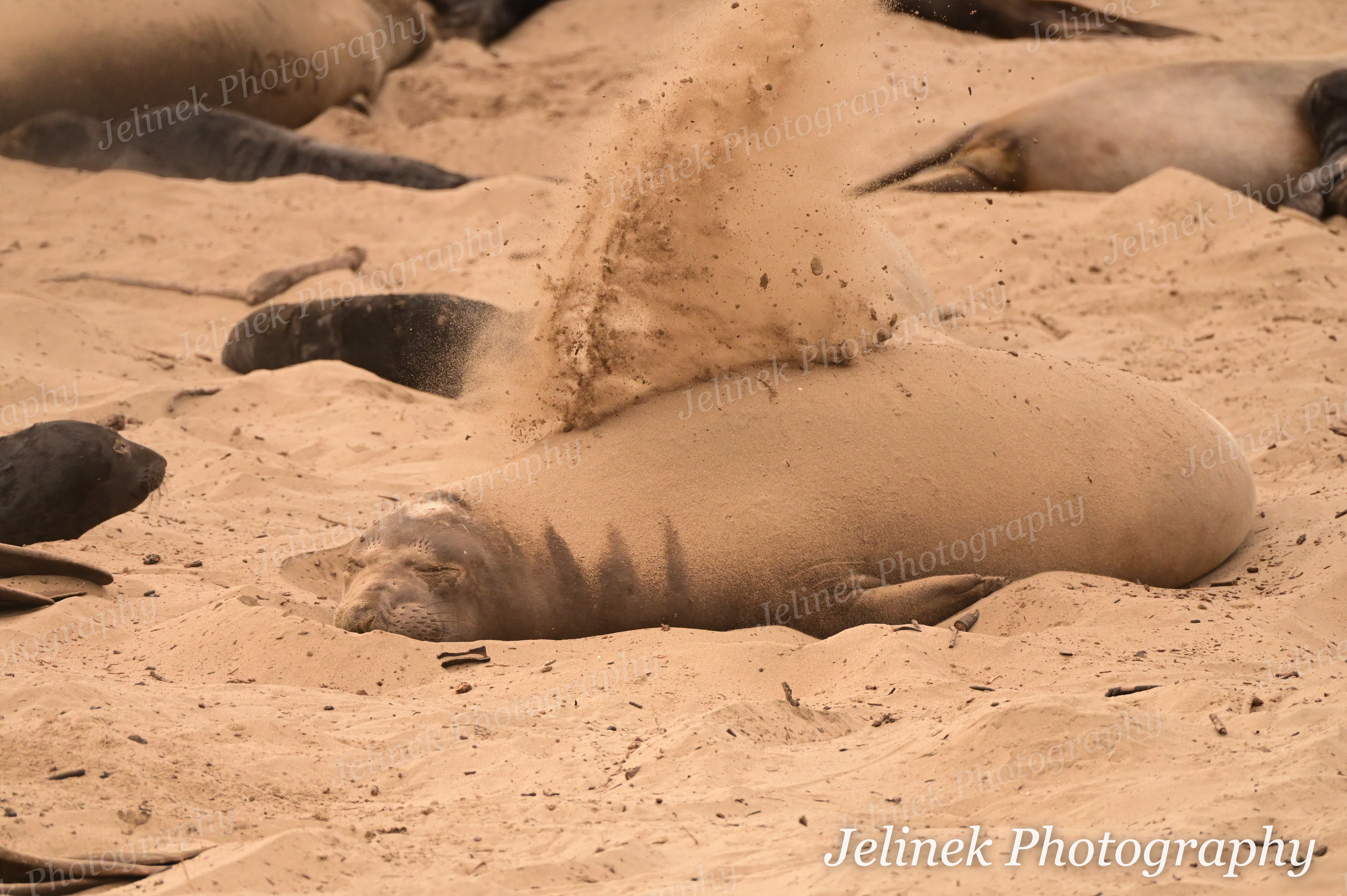 Elephant Seal #5