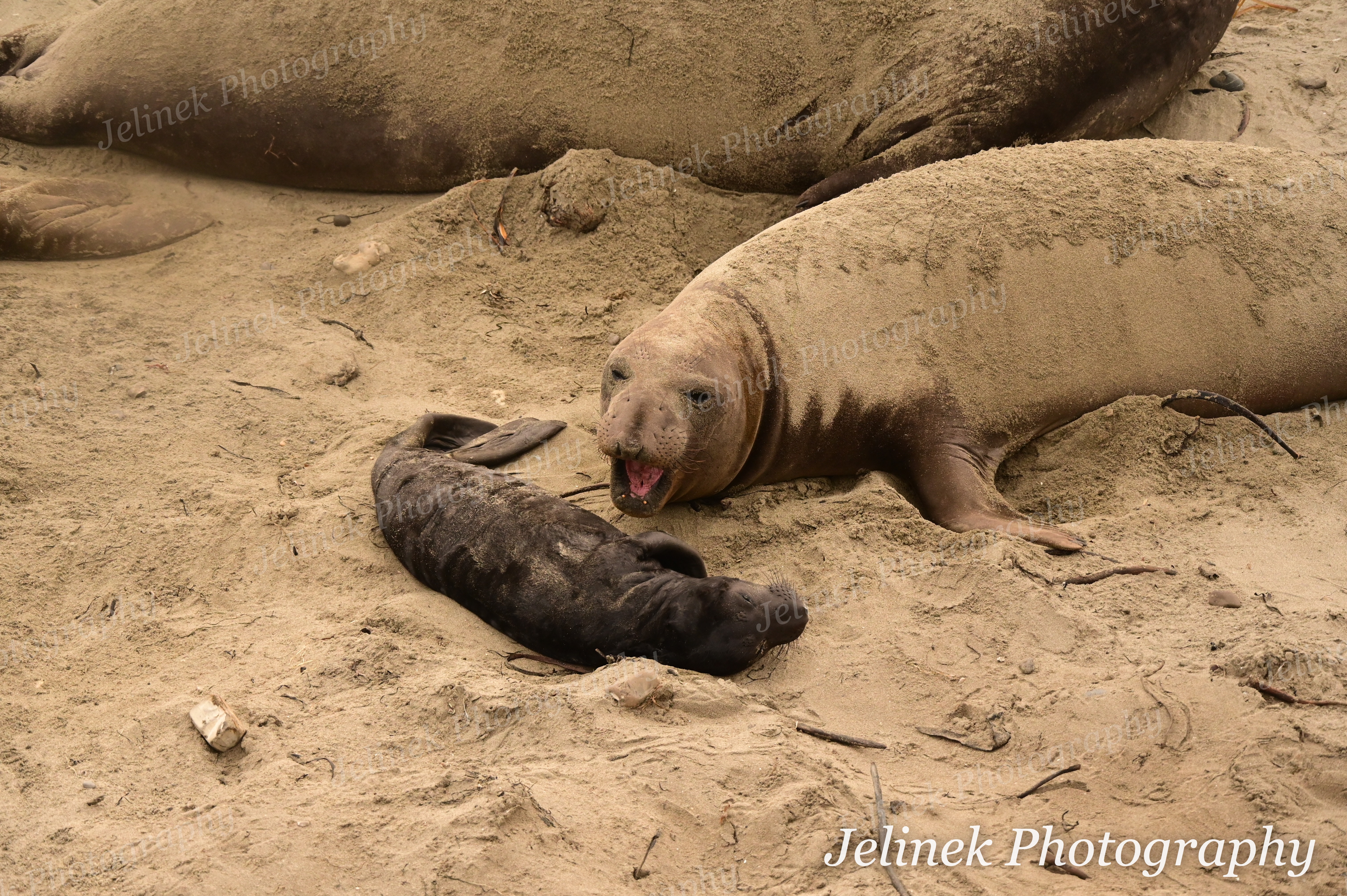 Elephant Seal #7