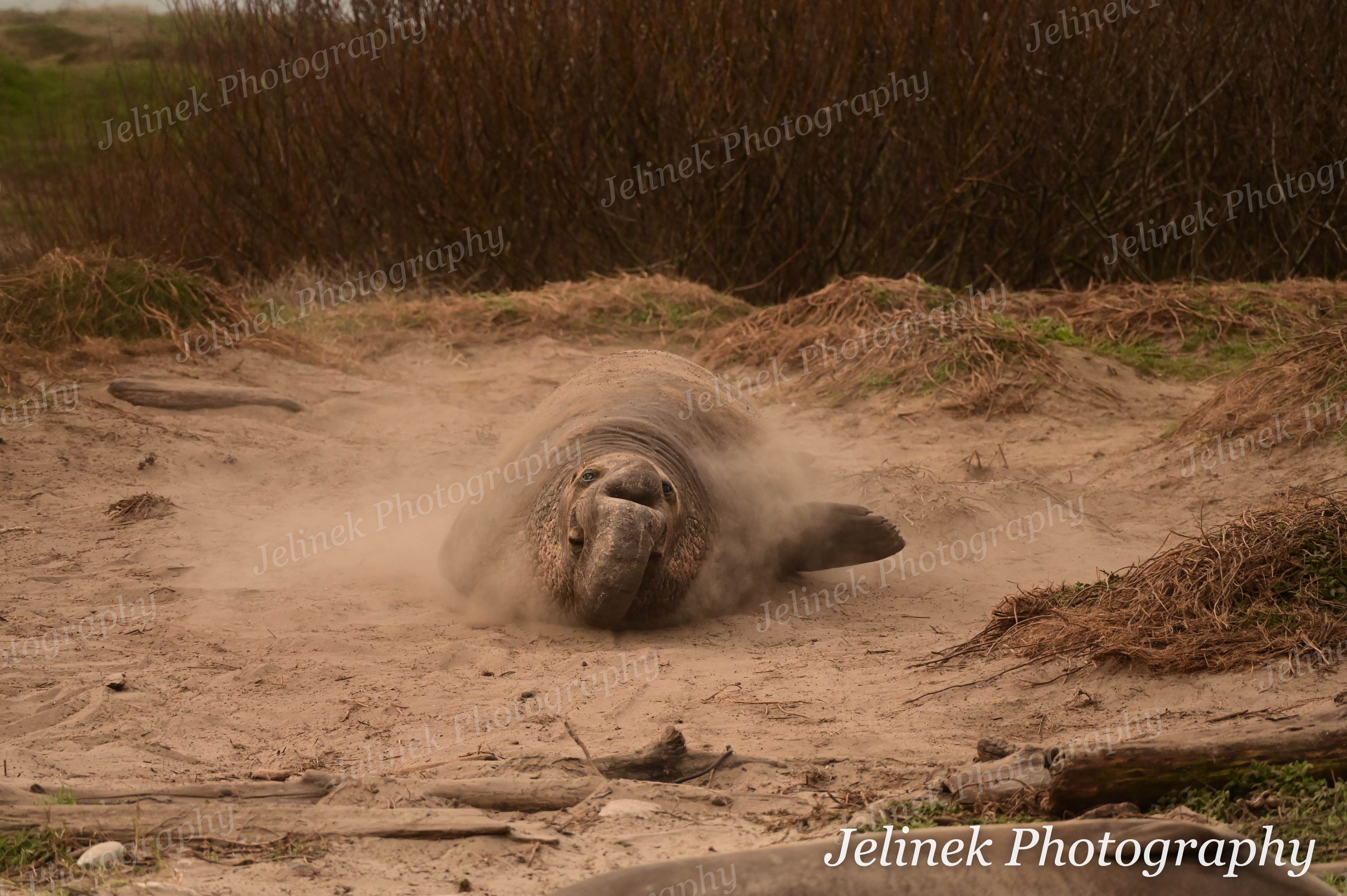 Elephant Seal #10