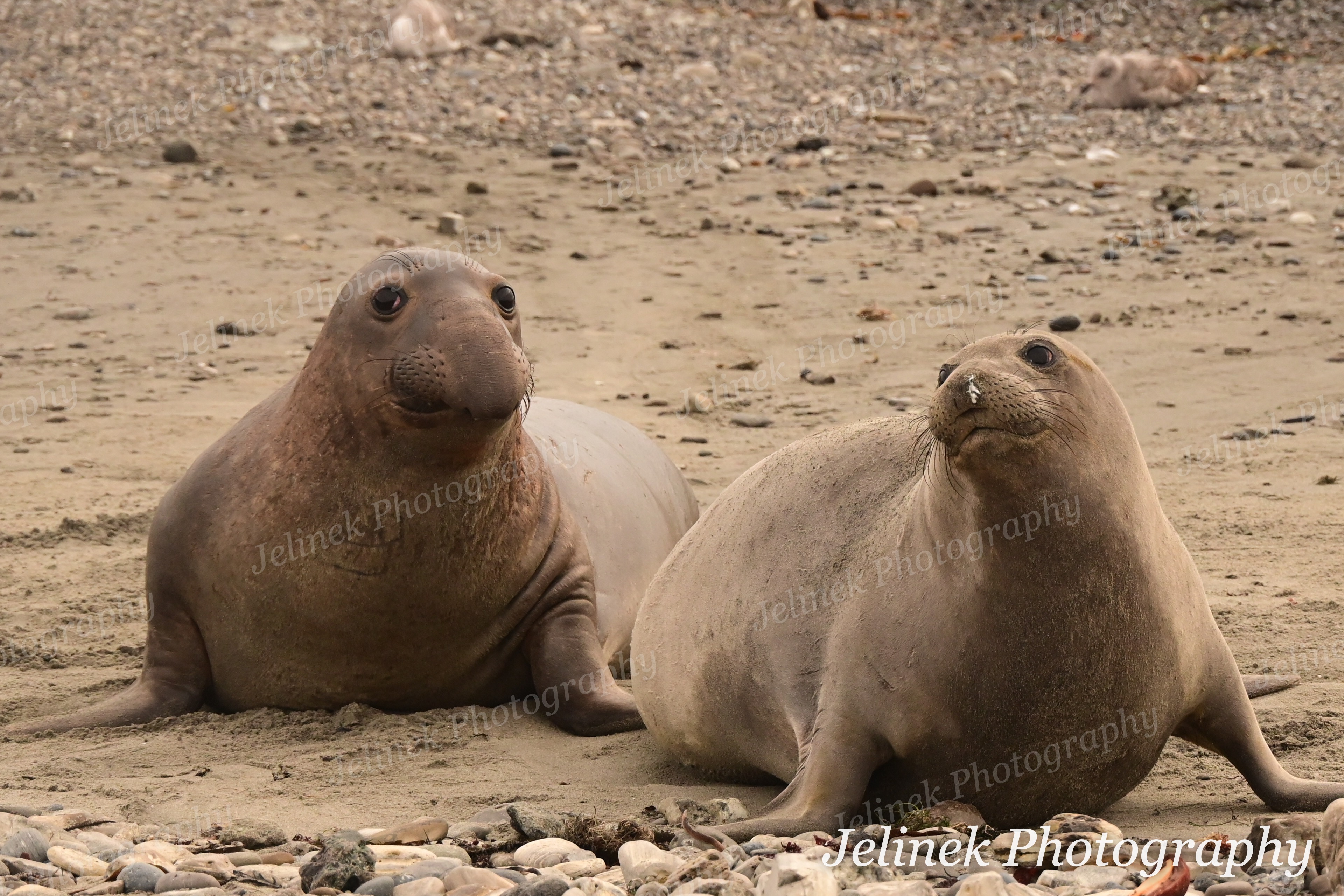 Elephant Seal #9