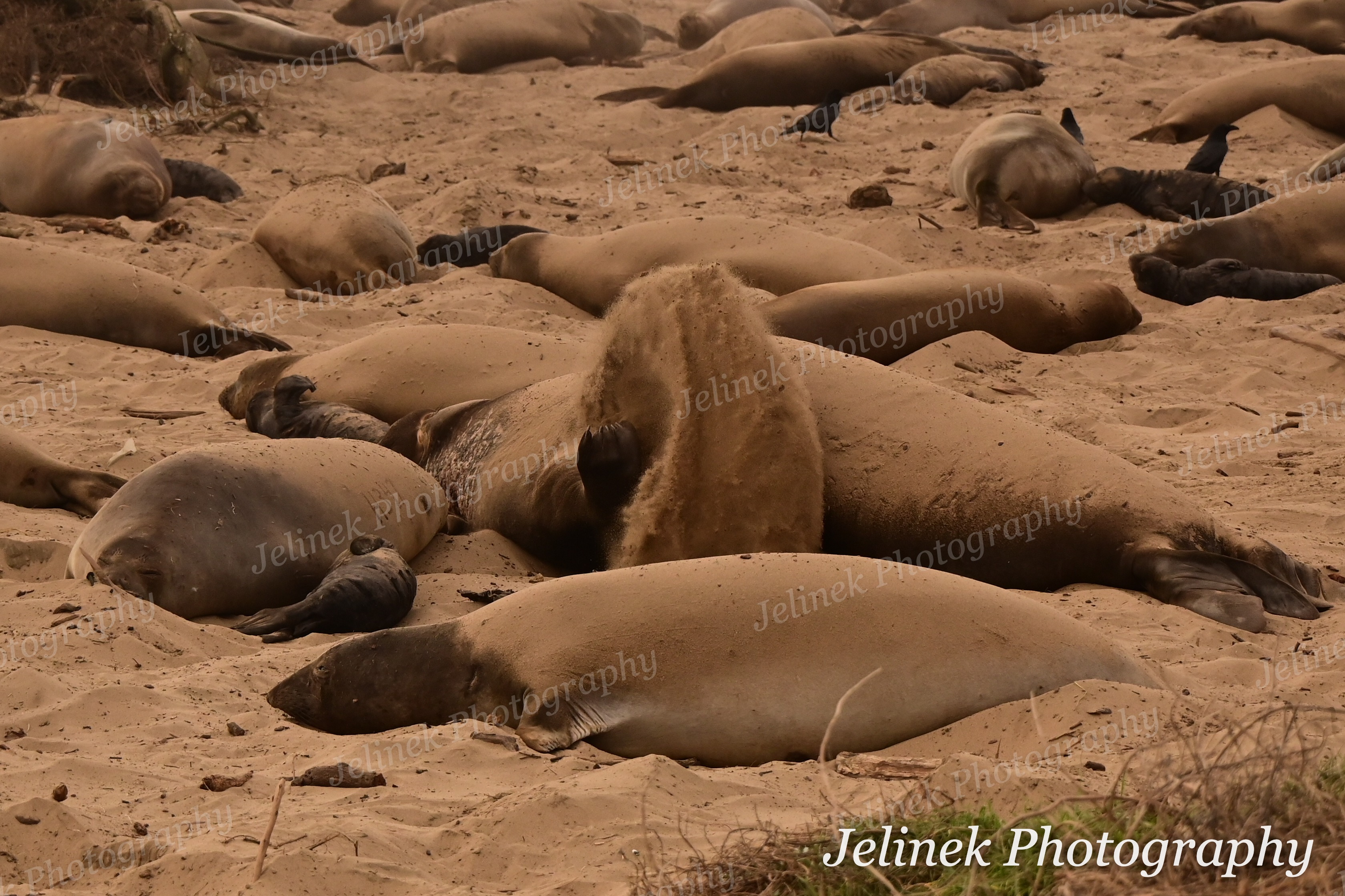 Elephant Seal #8