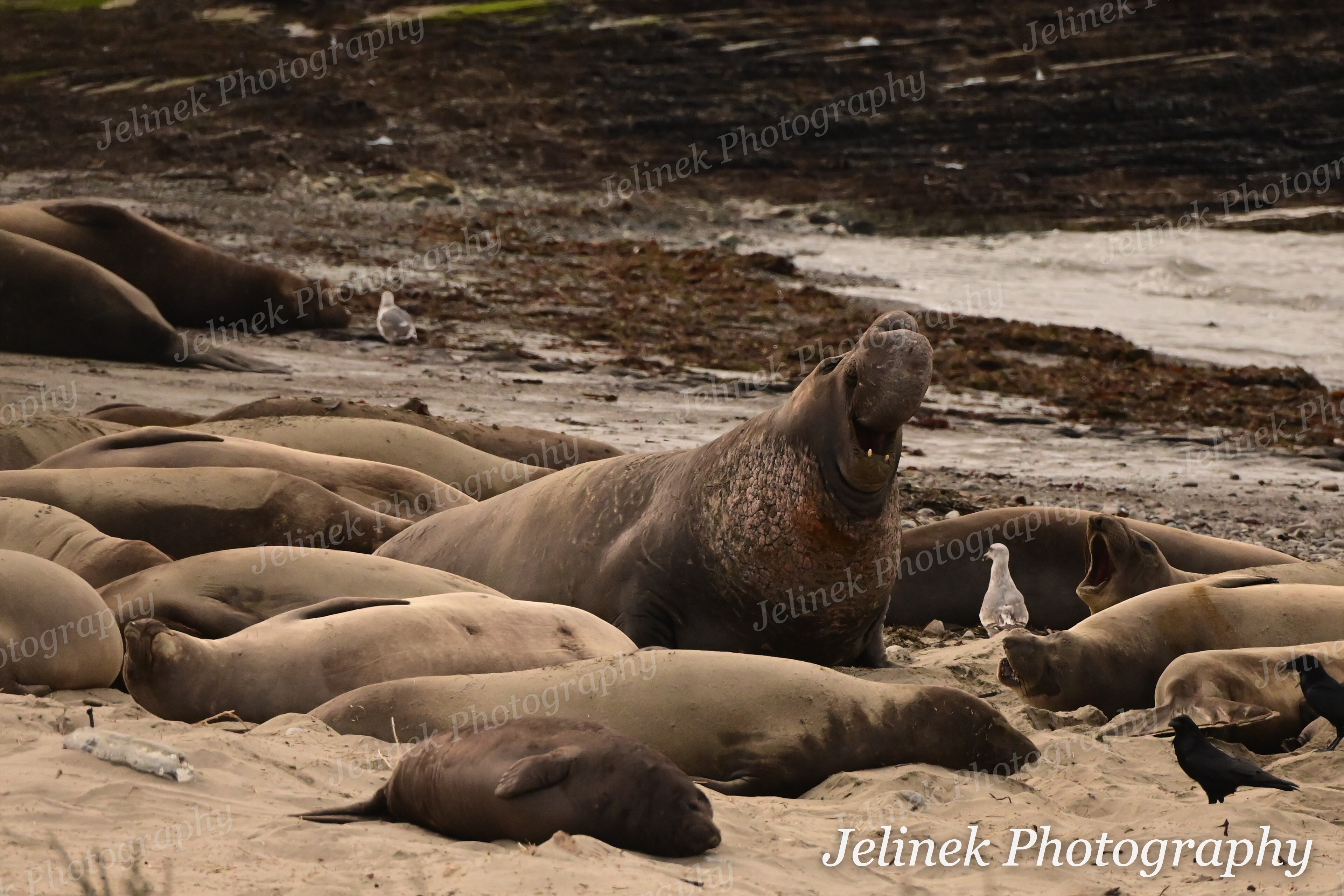 Elephant Seal #3